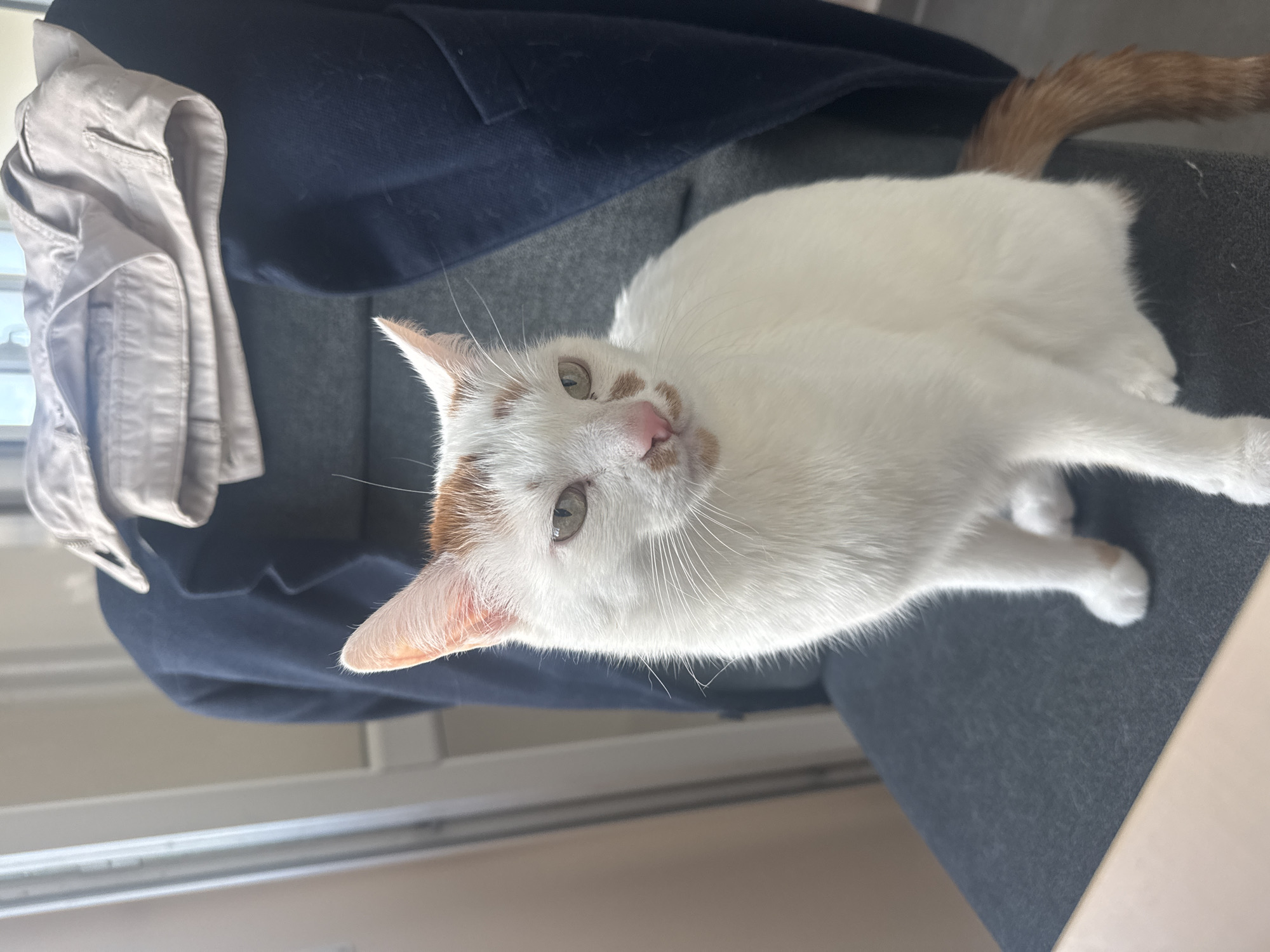 A white domestic cat with ginger patches on its head, muzzle, and tail is seated on a dark grey upholstered chair. The cat's eyes are greenish-yellow, and its nose is pink. It is looking directly towards the viewer. Behind the cat, a dark blue blazer is draped over the chair, with a folded light-beige garment resting on top of it. To the left of the cat, a white window or door frame is visible, admitting ambient light into the interior space. A light-colored surface, possibly a desk or table, is present in the lower left corner of the frame. The scene is located in Sofia, Bulgaria.
