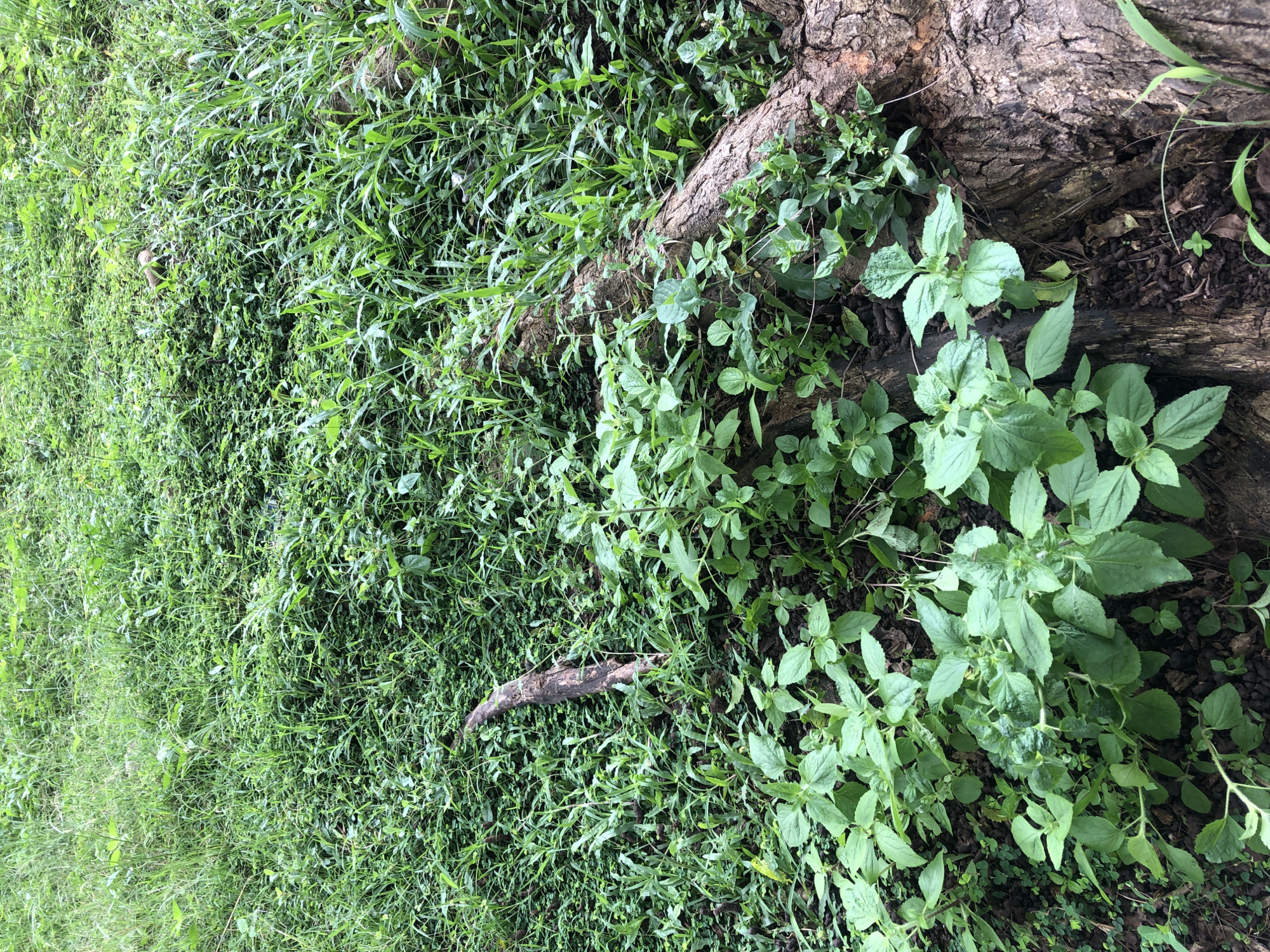 The image depicts a close-up, eye-level view of a dense, green ground cover with several pieces of wood. The ground is covered in lush grass and various low-lying plants with broad, ovate leaves. In the foreground, to the right and center, a large, rough-barked tree trunk lies horizontally across the scene. Its texture is rough and weathered, with visible cracks and crevices. A smaller, dark, weathered branch lies diagonally across the grass in the upper left quadrant of the image. The lighting suggests an overcast day or a shaded area, with diffused light and no strong shadows. The overall impression is one of a natural, overgrown outdoor environment.