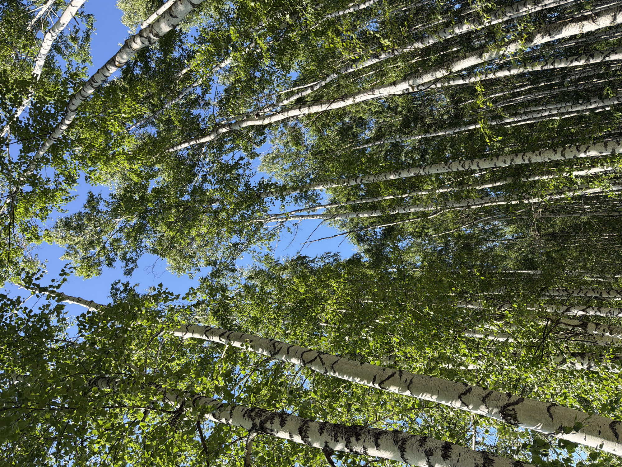 This is a low-angle, wide shot of a dense birch forest under a clear blue sky. The perspective looks up from the ground, with the white trunks of the birch trees dominating the frame. The trunks are characterized by their distinctive white bark with dark, irregular markings. Lush green leaves form a canopy above, creating a dappled light effect as sunlight filters through. The trees are densely packed, creating a sense of being immersed in the forest. The image conveys a feeling of peace and natural beauty. It appears to be daytime, with bright sunlight indicating fair weather. No people, objects, or text are visible in the image.