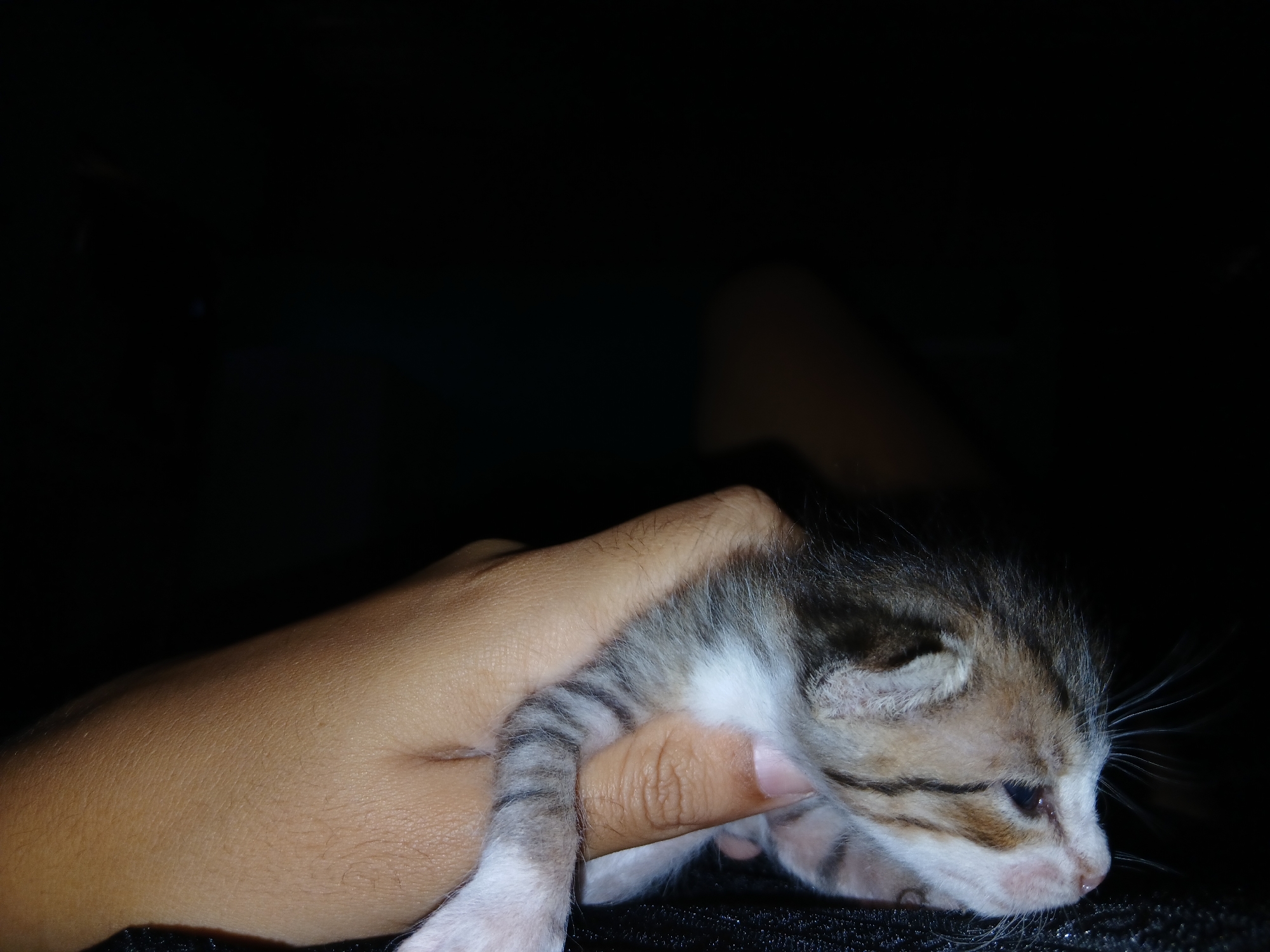 A close-up shot captures a very young, small kitten being gently held by a human hand against an overwhelmingly dark background. The kitten, likely a tabby, features distinctive grey-brown stripes and patches across its head and back, complemented by soft white fur on its face, chin, and paws. Its tiny eyes are open, looking downwards or slightly to the right, revealing a small pink nose and delicate whiskers. The kitten's small, rounded ears suggest its tender age.
The human hand, showing detailed skin texture and fine hair, carefully supports the kitten's body, with fingers delicately curled around it. The skin tone of the hand is warm, contrasting with the kitten's light fur. The setting is characterized by its extreme darkness, with the background almost entirely black, implying a dimly lit indoor environment, possibly at night. This low-light condition emphasizes the figures of the kitten and hand, making them the central focus.
The image conveys a moment of tenderness and care as the human cradles the vulnerable kitten. No specific location cues are visible within the frame to indicate Altagracia, Venezuela, beyond the inherent context provided. There is no visible text in the image.
