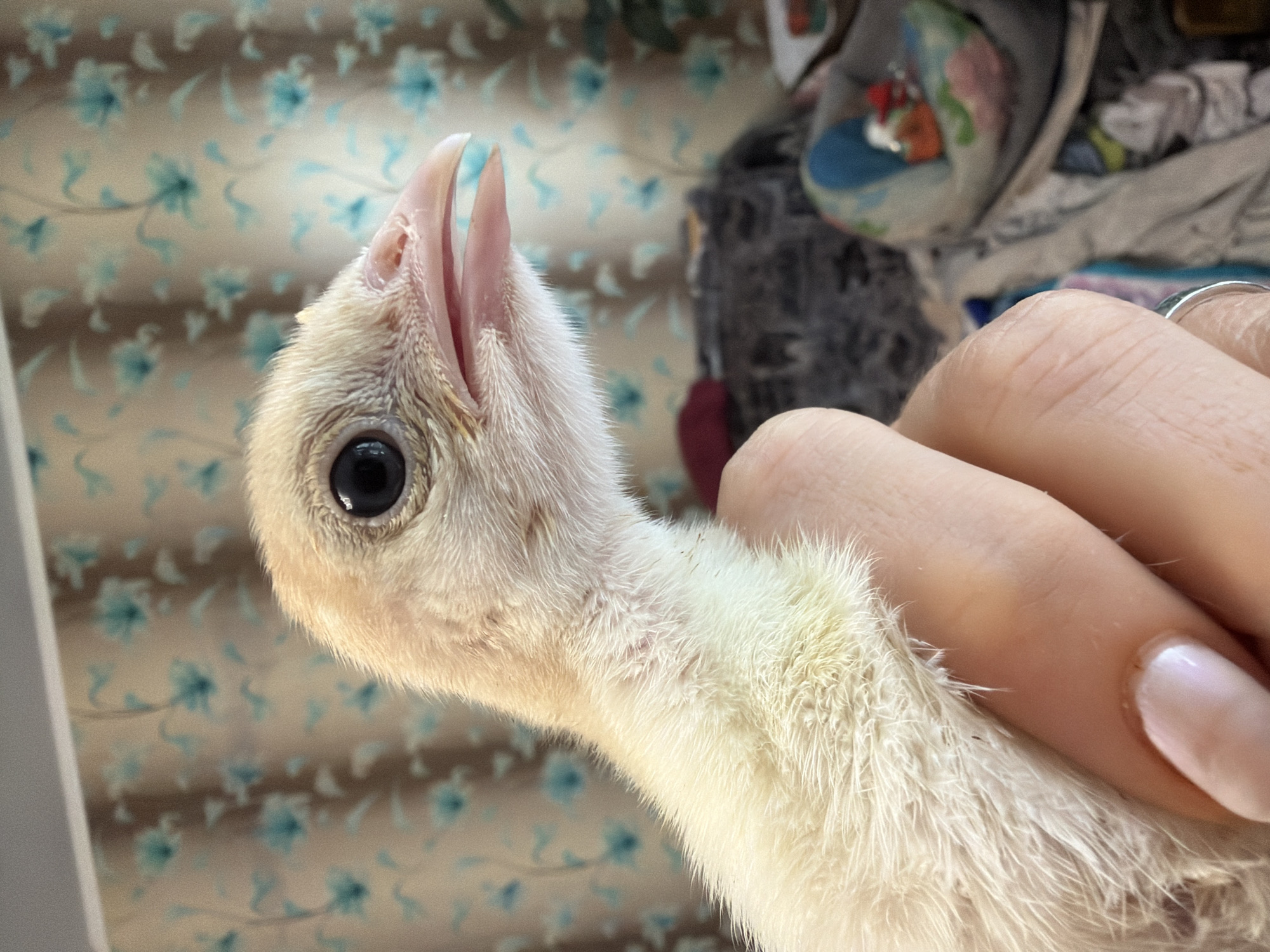 A close-up photograph shows a pale yellow bird chick, possibly a turkey poult, being held in a person's hand. The chick's head is turned upwards, with its beak slightly open. The chick has a dark eye and downy feathers. The person's hand is visible on the right side of the image, with a manicured fingernail in view. The background is a fabric with a light beige and blue floral pattern. No location information beyond what is presented in the image is available, so the location in Бронница, Russia is not determinable.