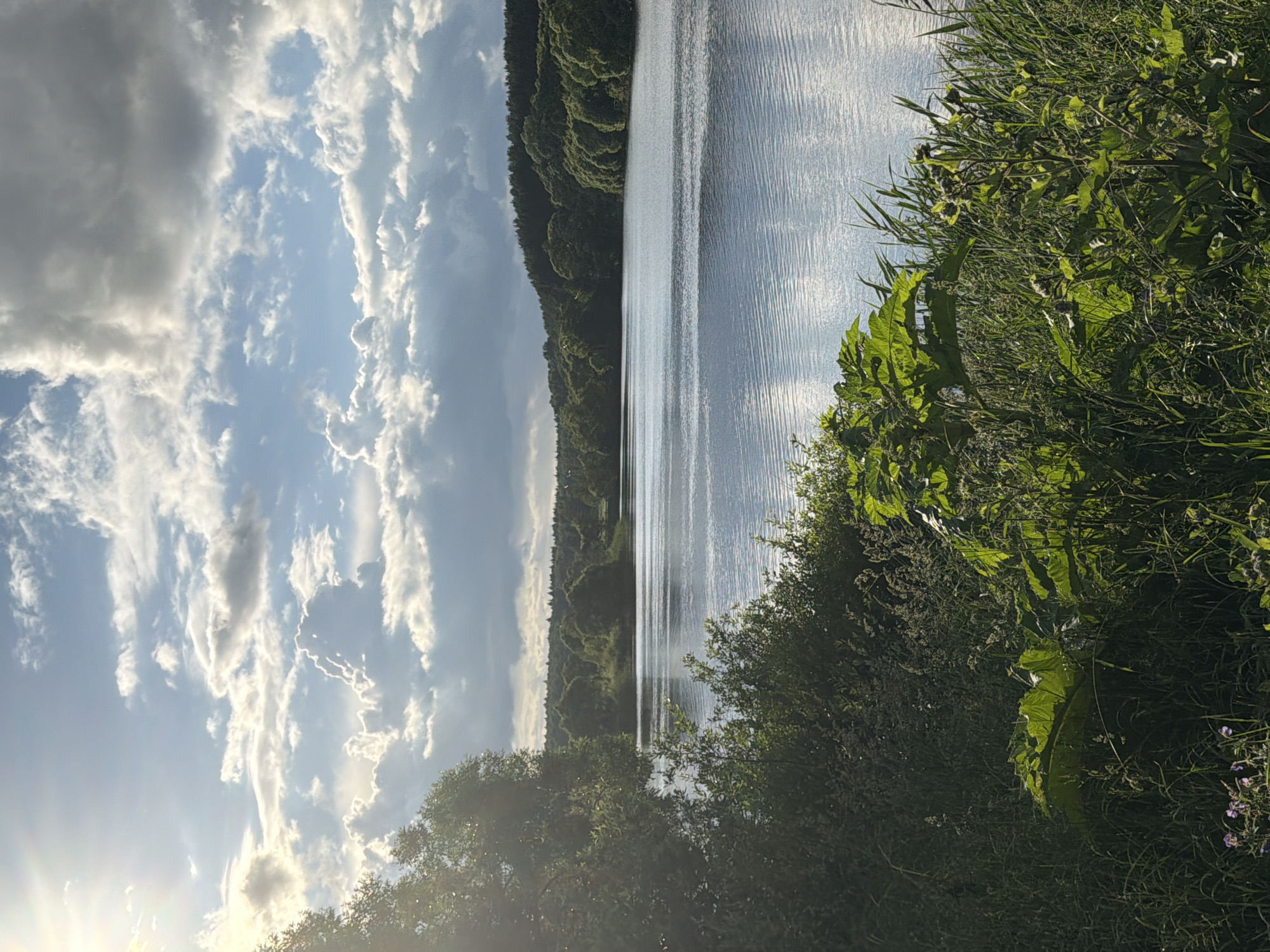 A serene landscape unfolds with a wide, calm body of water reflecting the sky. The water's surface is rippled, with a gentle sheen from the sunlight. The foreground is densely populated with lush green vegetation, including large, broad leaves and tall grasses, with a few small purple flowers visible near the bottom left. In the mid-ground, the water stretches towards a tree-lined shore, with hills covered in dense green foliage forming the backdrop. The sky above is a dynamic canvas of blue interspersed with dramatic clouds. Sunlight breaks through the clouds in the upper left quadrant, casting rays and illuminating parts of the sky and landscape. The overall scene evokes a peaceful, natural environment, likely in a rural setting. This photograph was taken in the vicinity of the village of Satino-Russkoe, in the Moscow Oblast of Russia.
