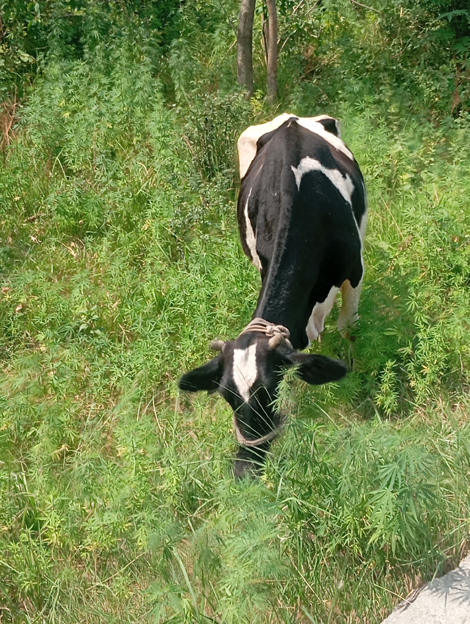 A black and white cow with a white marking on its forehead and chest is grazing in a grassy field. The cow is facing downwards, with its head lowered towards the grass. The background consists of lush green vegetation and trees, suggesting a rural or semi-rural setting. The image appears to be taken from a slightly elevated angle. There are no other visible subjects or objects of significance. The environment is characterized by dense foliage and sunlight filtering through the leaves. The specific location in Hakale, Pakistan is not visually discernible from the image content.