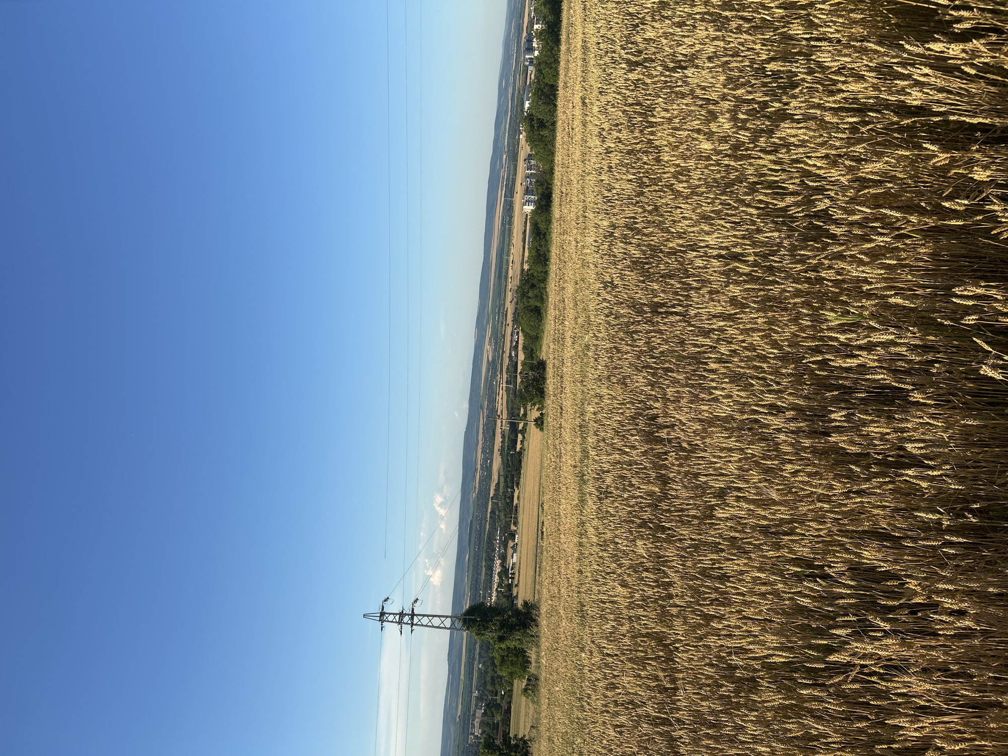 An outdoor, wide-angle, eye-level, vertical shot shows a golden wheat field in the foreground under a clear blue sky. In the middle ground, a large transmission tower stands to the left of a distant view of rolling hills, trees, and buildings. The field of wheat occupies the majority of the frame, its tall stalks casting shadows that create a textured appearance. The sky is a vibrant, unblemished blue, with only a few faint white clouds visible in the distance near the horizon. The overall scene depicts a rural landscape on a clear, sunny day.