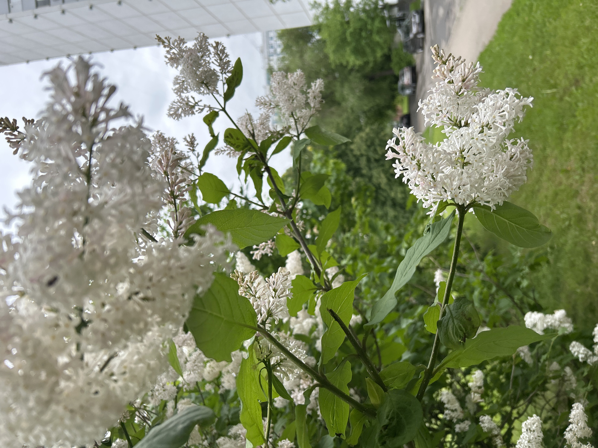This medium-shot photograph displays vibrant white lilac flowers in bloom, captured in what appears to be a rotated portrait orientation. The image's left side (when viewed upright) features a light gray, overcast sky and the upper portion of a modern building, possibly with a visible roofline or structural elements.
In the foreground and mid-ground, numerous clusters of white lilac flowers are the primary subjects. Several of these clusters, particularly towards the right side of the frame, are in sharp focus, showcasing the delicate, star-shaped florets and their light green stems. Other clusters, predominantly on the left, are softly blurred, contributing to the depth of field. These blossoms are interspersed with broad, green leaves of the lilac bush, some of which display visible veins.
The background on the right (when viewed upright) consists of a verdant green lawn beside a paved path or sidewalk. Beyond this, a dense array of green foliage, including trees and bushes, suggests a well-maintained park or garden setting. The overall lighting is soft and diffused, indicating an overcast day without direct sunlight, characteristic of daytime conditions in late spring or early summer.
The scene conveys a sense of natural beauty and freshness. There is no visible text in the image. Given the location context of Moscow, Russia, this image likely captures the city's spring bloom, a common and admired seasonal event.