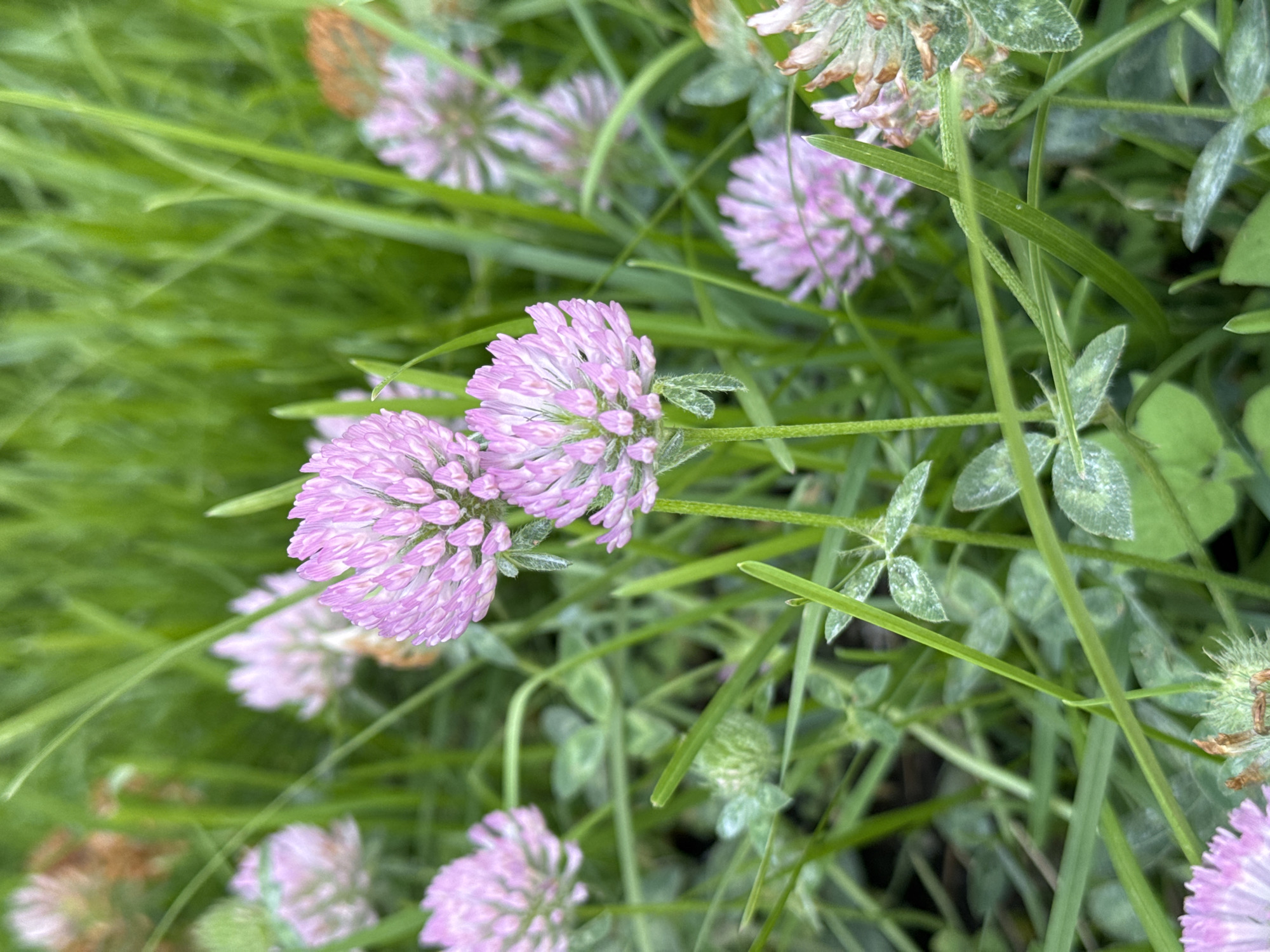 The image shows a close-up of a patch of purple clover flowers and green grass. The flowers are in various stages of bloom, with some fully open and others starting to wither. The grass is green and lush, interspersed among the clover. The location is not specified in the image, and there is no indication that it is in Boreti, Montenegro.