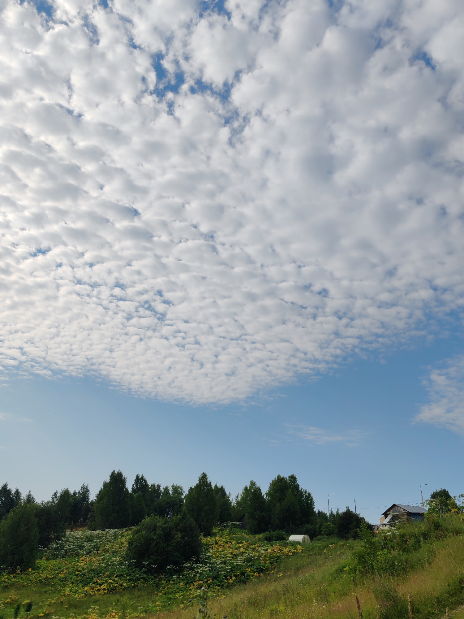 The image depicts a rural landscape under a sky filled with altocumulus clouds. The foreground features a sloping grassy field with various wildflowers and green foliage. A dense line of deciduous trees forms a backdrop across the midground, with some taller, darker trees interspersed. In the distance, a small cluster of buildings, including a weathered wooden house with a dark roof and a small greenhouse-like structure, are visible on the right side of the frame. The scene appears to be set in a rural area outside of Chuchlem, Russia, likely during the daytime with bright, diffused sunlight. No people or animals are visible in the image.