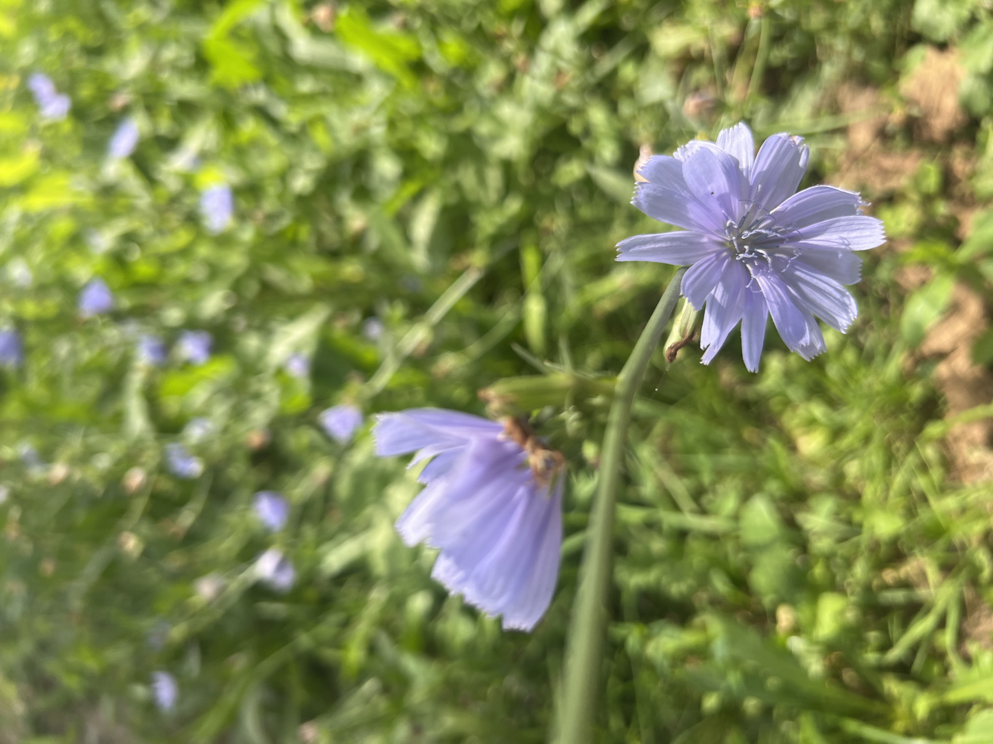 Two light purple chicory flowers are in focus in a field of green grass and other wildflowers. One flower is in the foreground, to the right, and the other is in the mid-ground, to the left. The flowers have delicate, ray-like petals and a fuzzy center. The background is blurred and out of focus, creating a shallow depth of field. The lighting suggests a sunny day.