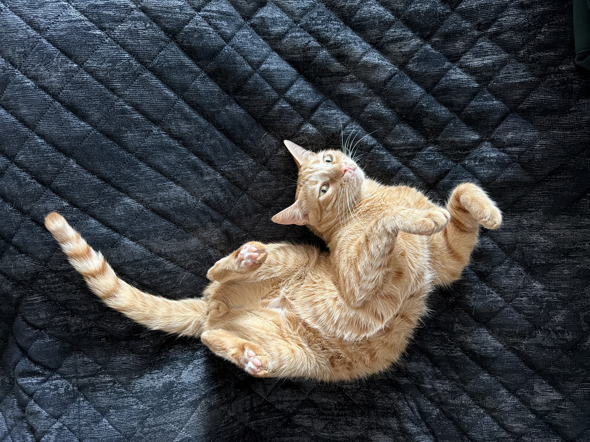 An orange tabby cat lies on its back on a quilted black surface. The cat's tail extends to the lower left of the frame. The cat's paws are curled near its chest, and it looks upwards and slightly to the right. The background is a textured, quilted fabric. The location is not discernible in this image.