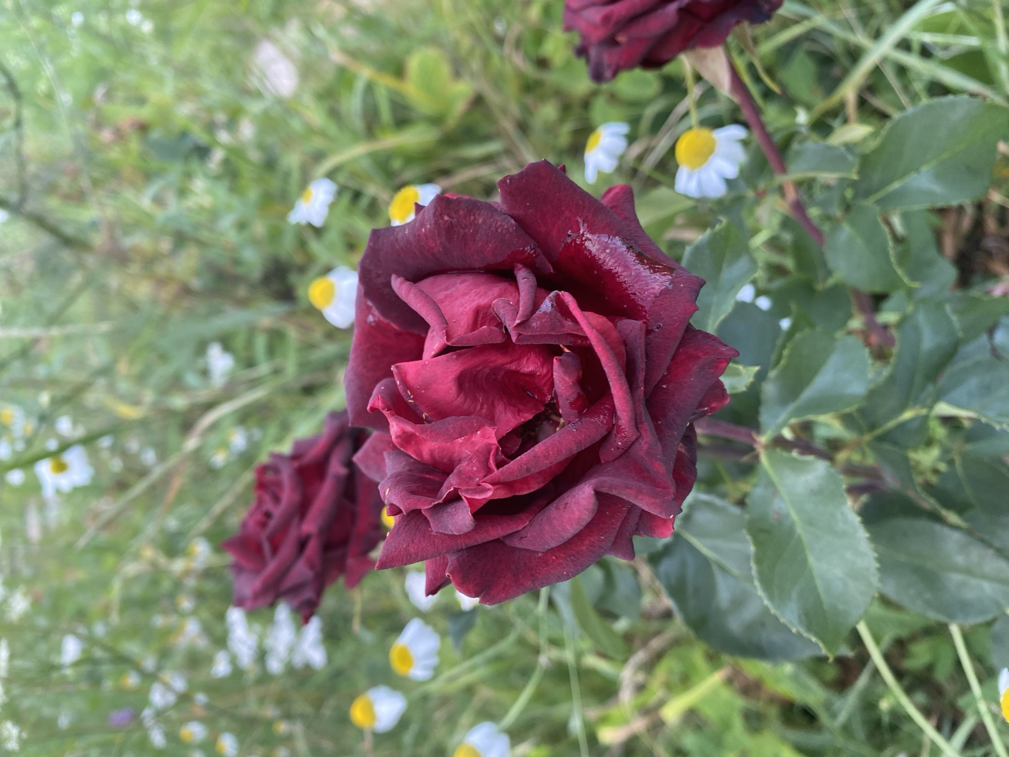 The image is a close-up shot of a dark red rose in a garden. The rose is the dominant subject, with its petals unfurled and glistening with water droplets. In the background, a field of small white daisies with yellow centers is visible, interspersed with green foliage. The lighting suggests it is daytime, possibly after a rain shower, given the dew on the rose petals. The overall setting appears to be a natural, outdoor environment. The location specified, Lindo-Pustyn' (Kantaurovskii S/S), Russia, is a geographical detail that is not visually ascertainable from the image itself.