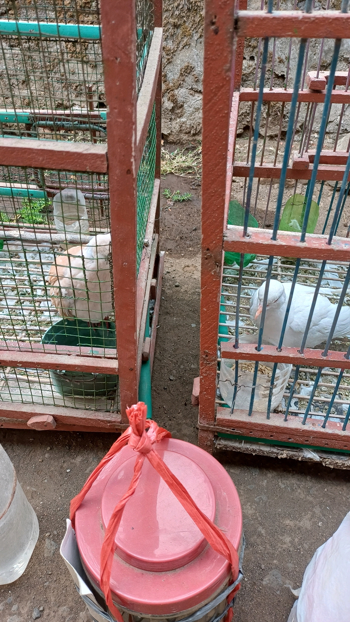 In the city of Wonokerso, Indonesia, two adjacent birdcages stand on the ground. The cages are constructed with red-painted metal frames and green mesh wire. Inside the left cage, a light-colored bird, possibly a dove or pigeon, is visible, standing in a green feeding dish. A clear plastic bottle, likely a water dispenser, is attached to the cage. The right cage contains a white bird, also appearing to be a dove or pigeon, which is pecking at birdseed in a clear plastic container. The ground around the cages is dirt and some sparse vegetation. In the foreground, a large red plastic container with a tied red ribbon closure is placed on the ground, along with other objects that appear to be plastic containers. The background shows a moss-covered stone wall and more vegetation.