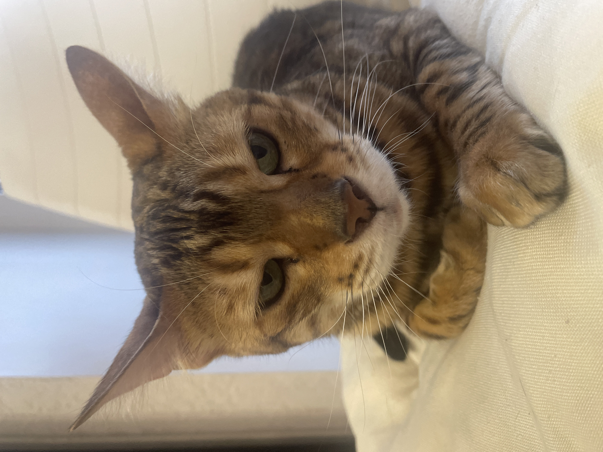 The image captures a close-up, frontal view of a domestic cat, likely a Bengal breed, lying in an indoor setting within the city of Izhevsk, Russia. The cat exhibits a distinct brown and black spotted tabby coat pattern. Its eyes are a vivid green, narrowed with the pupils visible. Its ears are upright and pointed. Prominent white whiskers extend from its muzzle, which is light-colored. The nose is a pinkish-brown hue. The cat's front paws are tucked beneath its chest, resting on a light-colored, textured fabric surface, which appears to be upholstery. The background consists of a plain, light-colored vertical surface, possibly a wall or furniture, and a subtle, blurred darker element on the far left. No other subjects or interactions are present.