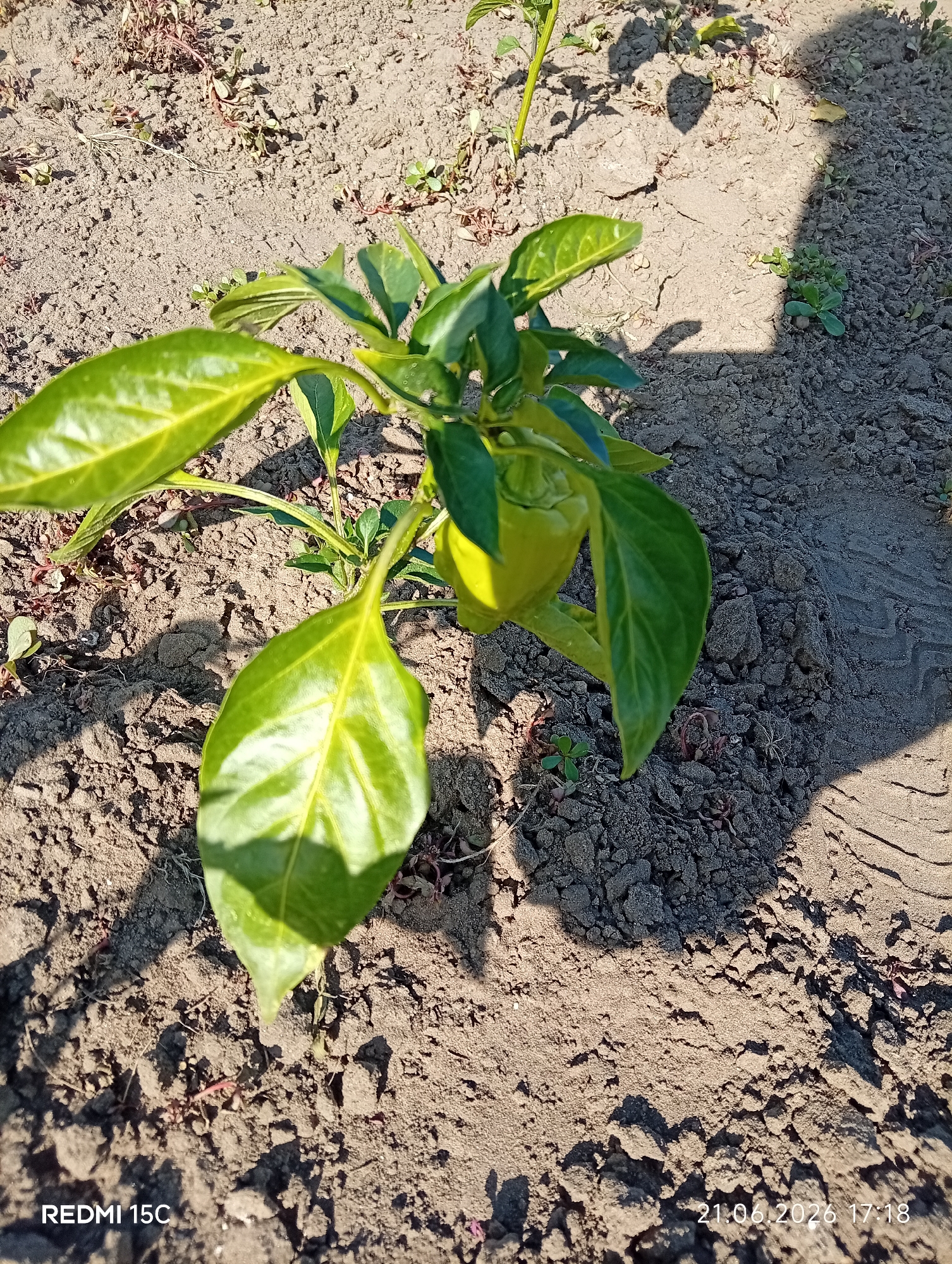 A young green pepper plant with one developing pepper is centered in the frame, growing in dry, sandy soil. The plant has several large, vibrant green leaves. The ground is sparsely covered with dry weeds and debris, and a prominent shadow from an unseen object falls across the right side of the image. The timestamp "21.06.2026 17:18" and "REDMI 15C" are visible in the lower left and right corners, respectively. The scene appears to be outdoors in a garden or field. No people are present.