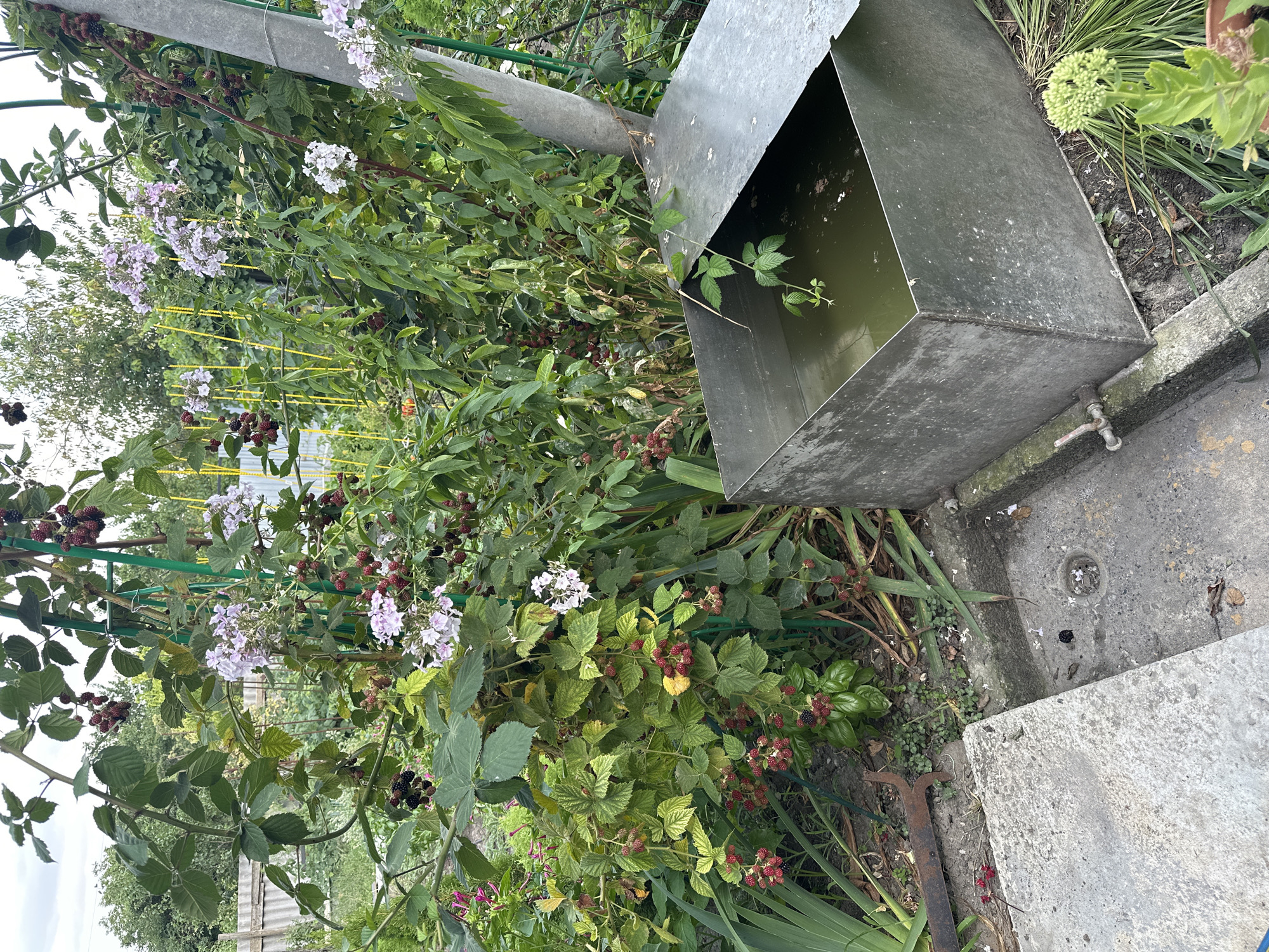 In Yessentuki, Russia, a view of a garden is presented. In the foreground, a concrete structure with a drain is visible, adjacent to a large, rectangular metal container partially filled with murky water. A spigot is attached to the side of the metal container. Behind these objects, lush green foliage dominates, with numerous blackberry bushes bearing ripe red and black berries, as well as delicate white and pink flowers. A wooden fence can be seen in the background, suggesting the edge of the property. The scene is set outdoors, under an overcast sky, with a general sense of nature's overgrowth.