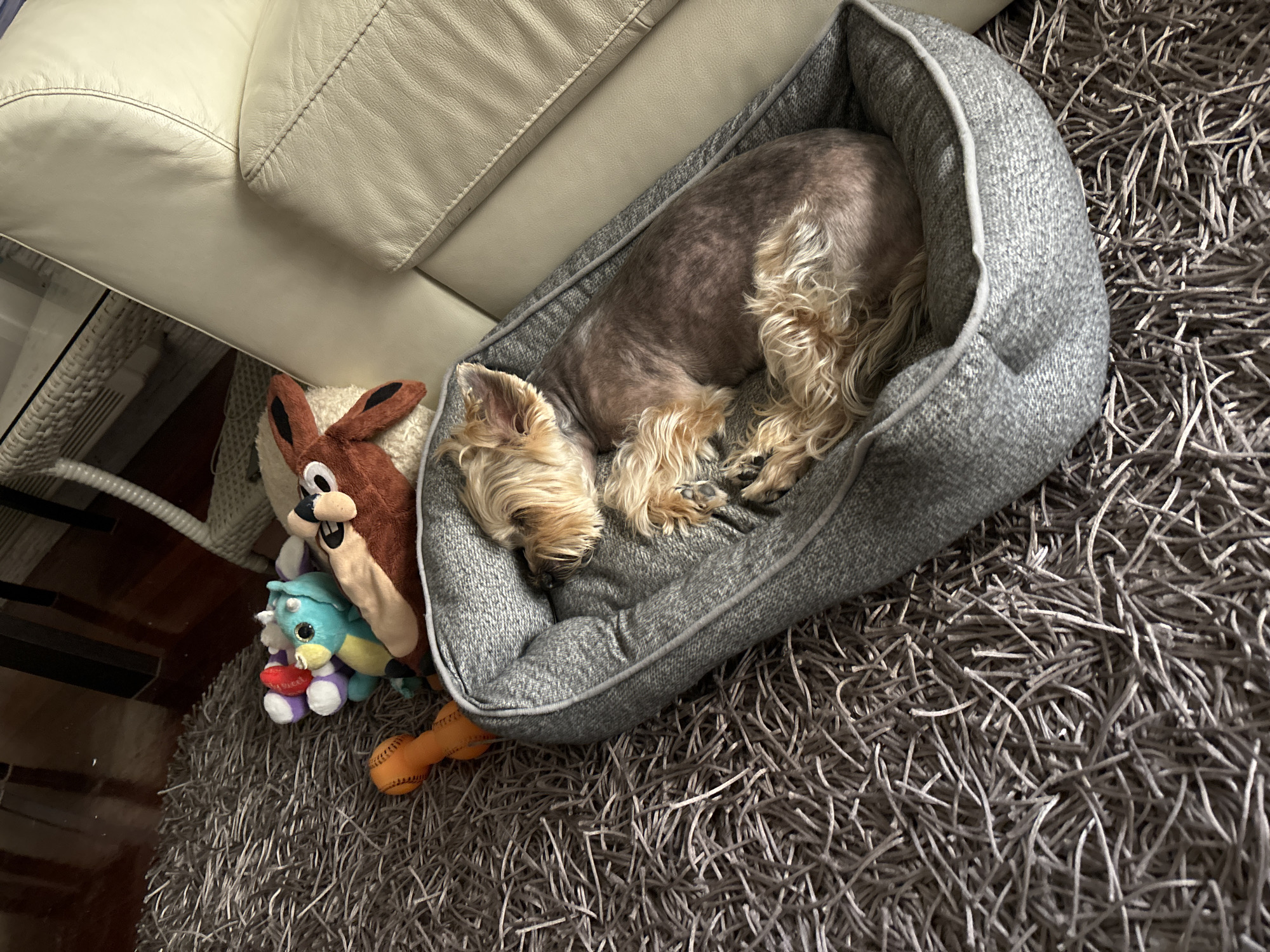 A small, light brown and grey dog is sleeping curled up in a soft, grey, oval dog bed. The dog bed is placed on a shaggy, dark grey rug. To the left of the dog bed, several plush dog toys are visible. One is a brown stuffed animal resembling a cartoon character, possibly the Tasmanian Devil, with large eyes and ears. Next to it is a smaller, brightly colored toy that appears to be a green and purple dragon holding a red heart. Another orange toy, shaped like a baseball, is partially visible near the bottom right of the dog bed. In the background, a portion of a light cream-colored leather sofa is visible, with stitching details on its cushions and armrests. The lighting suggests it is daytime, and the setting appears to be indoors, likely a living room, given the presence of the sofa and rug. The dog appears to be in a peaceful and relaxed state, resting comfortably. There is no visible text in the image.