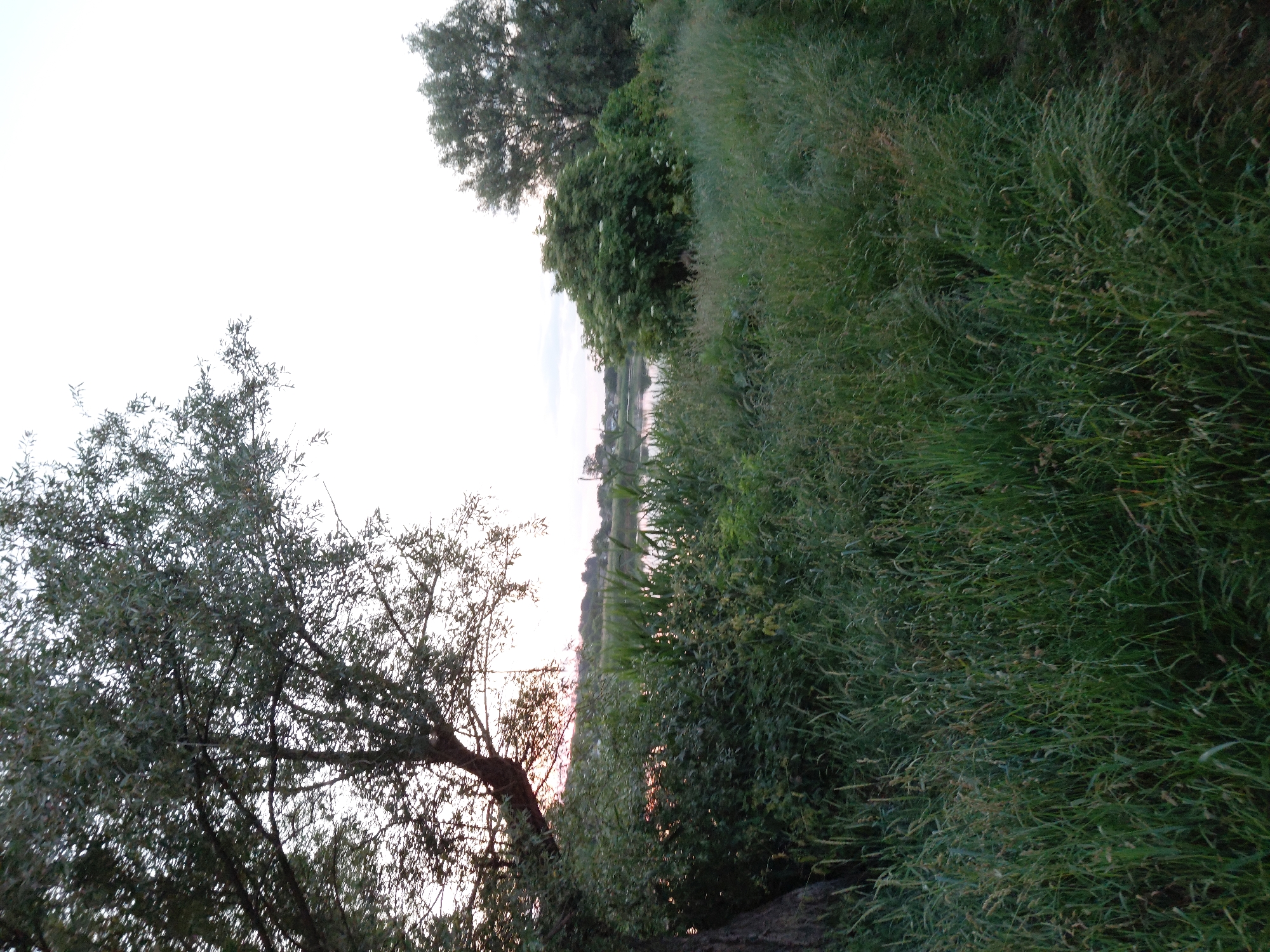 An outdoor, low-angle, medium shot depicts a pastoral landscape with a body of water and abundant vegetation under an overcast sky. The foreground is dominated by tall, green grass, some of which has seed heads. To the left, a large tree trunk is visible, its bark dark and textured. Behind the grass, a dense thicket of bushes and reeds grows, interspersed with some flowering shrubs. A body of water, possibly a lake or river, is visible in the middle ground, reflecting the pale sky. The far bank of the water is lined with trees and what appear to be buildings or structures. The sky is a pale, washed-out color, suggesting either early morning or late evening light, with a subtle pinkish hue near the horizon. The overall impression is one of a natural, undeveloped area, likely in a rural setting. This scene is located in the vicinity of Ustyvytsia, Ukraine, characterized by its natural riverine and forested environment.
