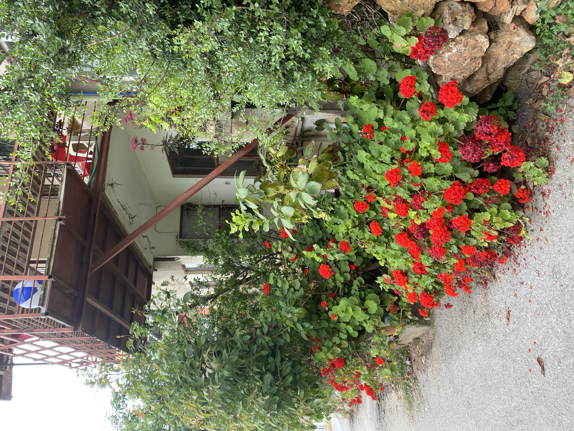 The image depicts a street scene in Alanya, Turkey. In the foreground, a concrete pathway leads past a lush arrangement of green foliage and vibrant red geraniums spilling onto the pavement. A low stone wall is visible behind the flowers. The image captures the exterior of a building, likely a house or small establishment, with cream-colored walls and dark-framed windows. A metal balcony structure with a red railing is attached to the building, casting a shadow on the walls. The scene suggests a blend of natural beauty with urban elements.