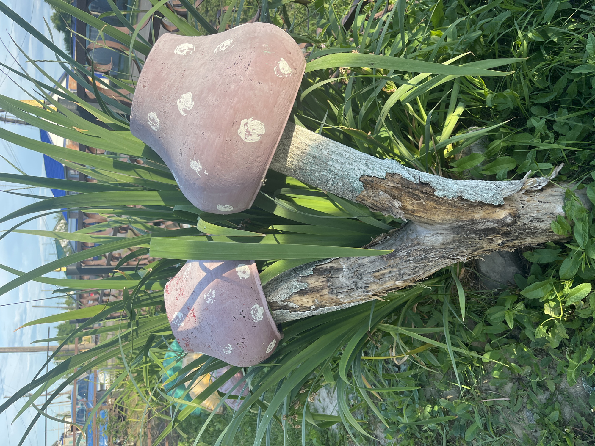 This is a close-up, eye-level outdoor shot of two decorative mushroom sculptures in what appears to be a yard in Mal'tsevo, Russia. The mushrooms are made of a pinkish-brown material, with white circular spots painted on the caps. They are mounted on weathered, split wooden trunks that branch out from a single base. The sculptures are surrounded by tall, green, grass-like plants and other low-lying green foliage. In the background, a weathered wooden fence with decorative metalwork is visible, as are hints of buildings with blue roofs and a blue vehicle. The sky is a light blue with some clouds, suggesting it is daytime.