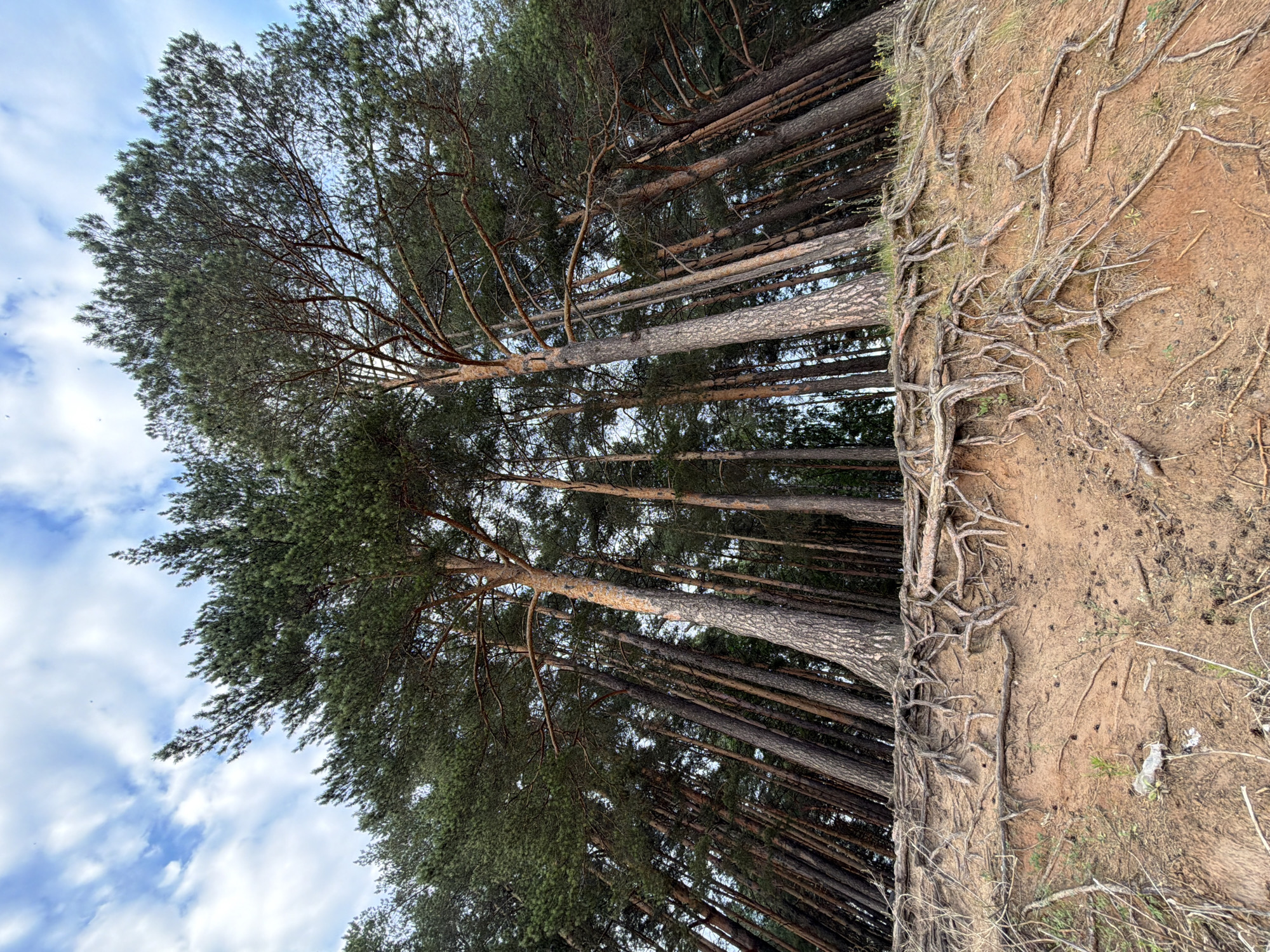The image captures a view of a pine forest and a sandy bank with exposed tree roots. The trees are tall and densely packed, with their green needles creating a dark canopy against the sky. The roots of some trees are prominently visible, snaking across the sandy embankment, suggesting erosion or the passage of time. The sky is partly cloudy, with patches of blue visible between the white clouds.
The scene appears to be a natural setting, possibly a forest edge overlooking a slope or a riverbank. The lighting suggests it is daytime, likely late morning or early afternoon, given the brightness of the sky and the shadows cast by the trees. The weather seems pleasant, with the clouds indicating fair conditions.
There are no people or specific objects, apart from the natural elements of the forest and the land. The overall impression is one of natural beauty and the enduring strength of the trees as evidenced by their exposed root systems. The location context of Chaikovsky, Russia, suggests a temperate climate, consistent with the appearance of the pine forest. There is no visible text in the image.