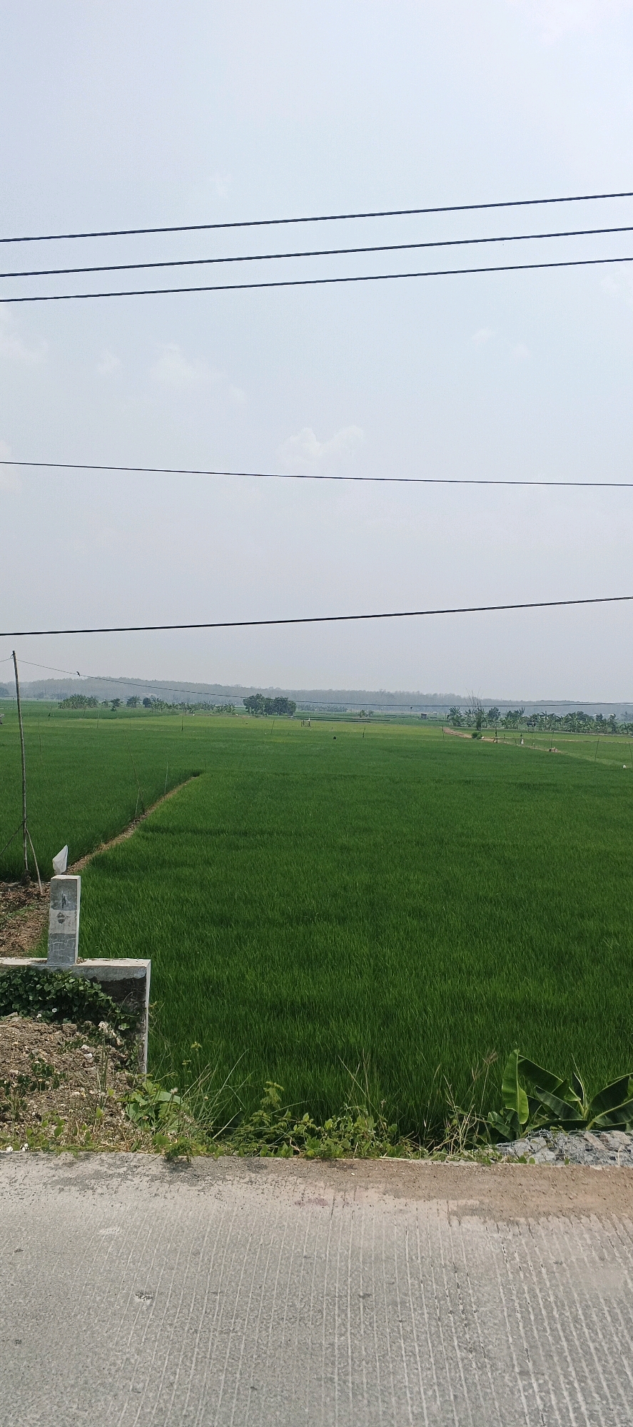 The image depicts a vast, lush green rice paddy field under a hazy sky. Three parallel power lines stretch across the upper portion of the frame. In the foreground, a section of a concrete road or pathway is visible, with a strip of dry earth and some sparse vegetation along its edge. A small, concrete marker with some writing is also present on the left side. In the middle ground, the rice field extends to the horizon, with a line of trees and a gently rolling hill in the distance. A few scattered structures and possibly people are faintly visible within the expanse of the field. The scene appears to be in Laren, Indonesia, given the characteristic landscape of rice cultivation.
