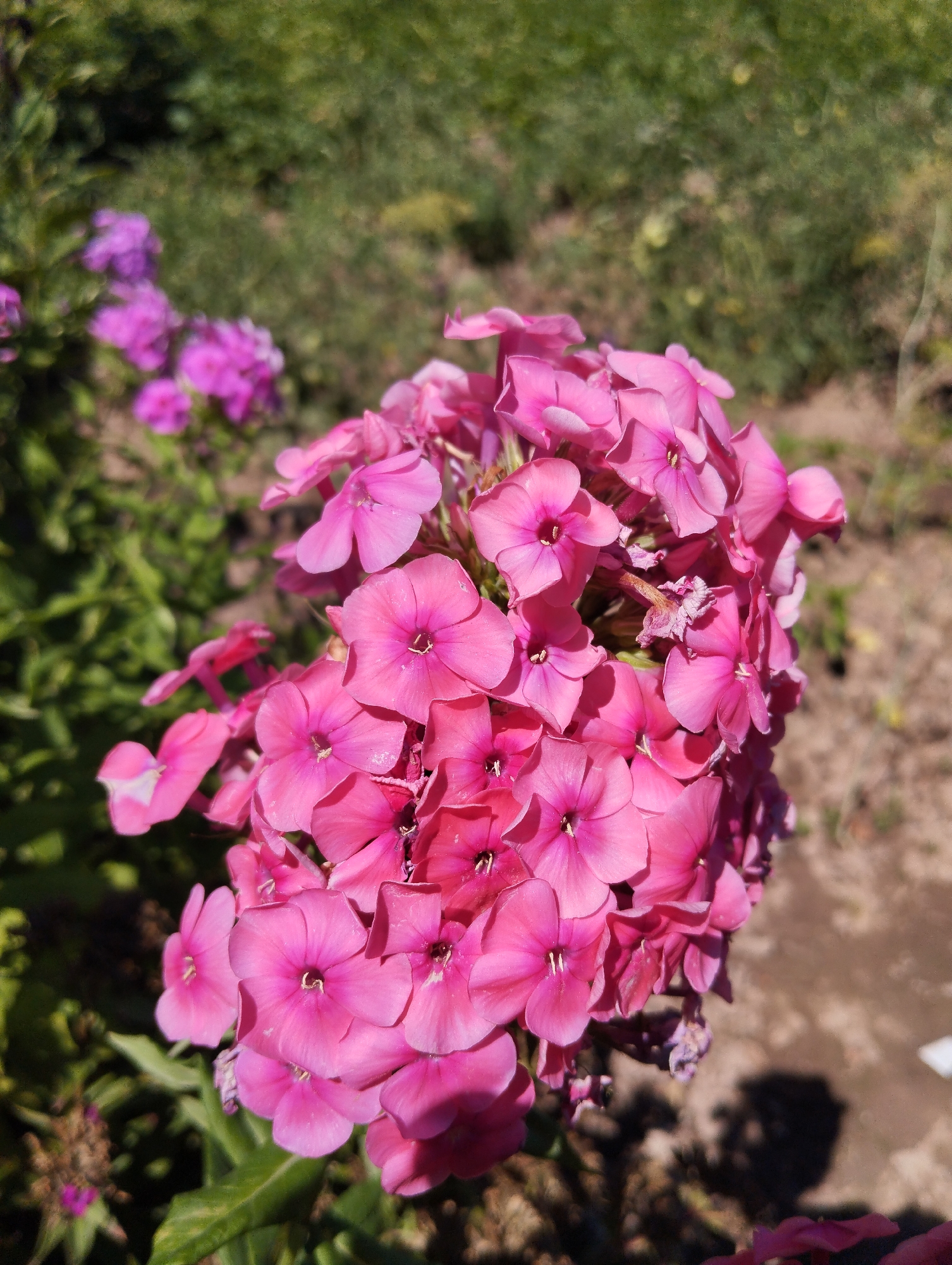 A close-up, outdoor, eye-level, vertical shot captures a cluster of vibrant pink phlox flowers in focus, set against a blurred background of green foliage and brown earth. The flowers are densely packed, with individual petals clearly defined and displaying a rich saturation of color, some appearing almost fuchsia. The light suggests it is a sunny day, casting soft shadows. In the upper left corner, out of focus, are several lighter purple phlox flowers, indicating a larger planting. The overall scene is natural and appears to be in a garden or park setting. The image does not contain any people or discernible human activity, nor does it provide any specific geographical markers to pinpoint its location within Iskra, Kyrgyzstan.