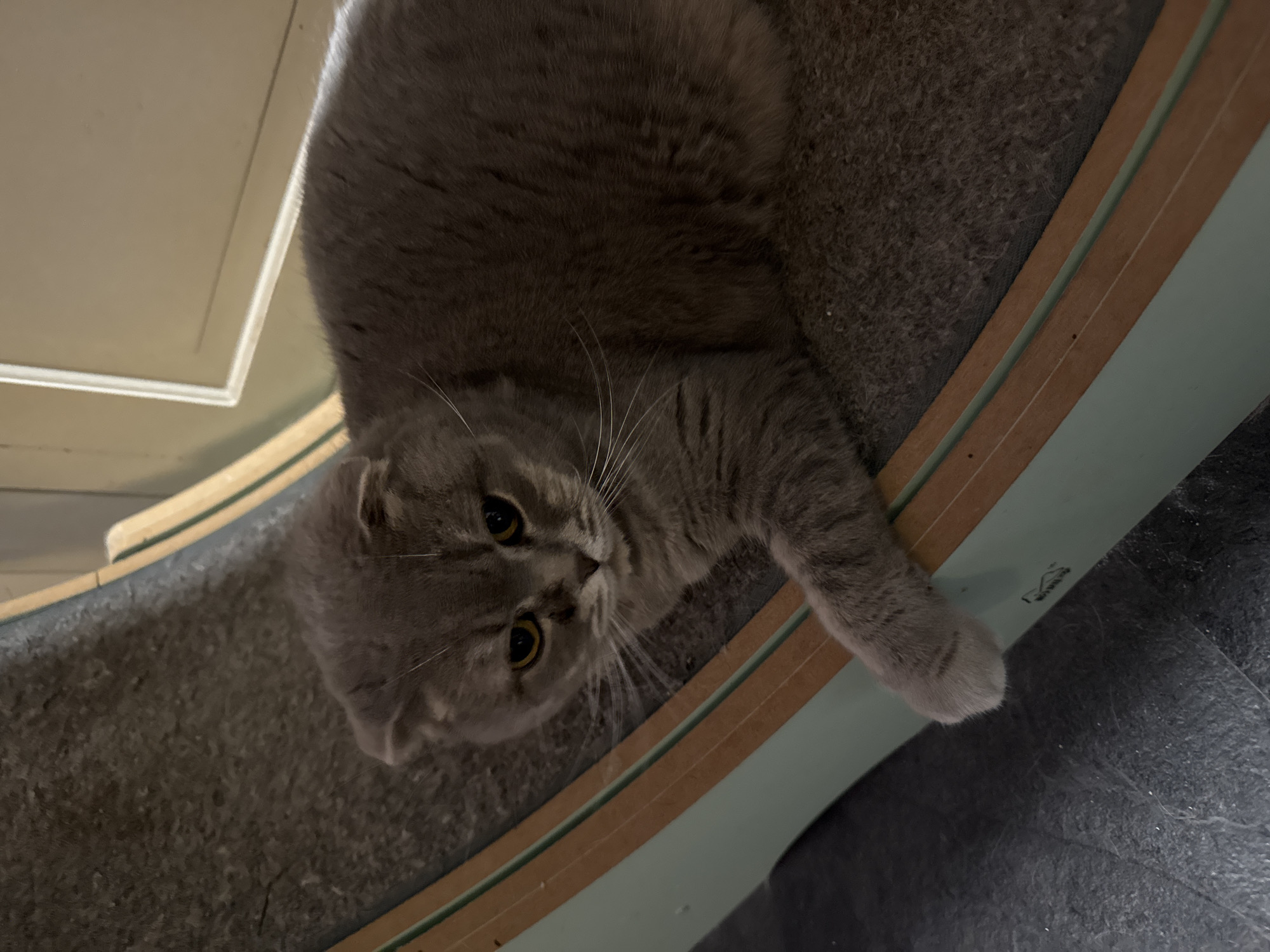 A grey Scottish Fold cat is lying on a curved, carpeted surface with light green and wood-toned trim. The cat's head is turned towards the viewer, with its ears folded down and yellow eyes looking forward. Its front paw is extended, resting on the carpeted surface. The background appears to be a door or wall with light-colored panelling. The floor beneath the curved surface is dark grey and textured. There are no people or other animals visible in the image. The scene appears to be indoors. There is no information in the image that suggests a specific location in the city of Hallum, Netherlands.