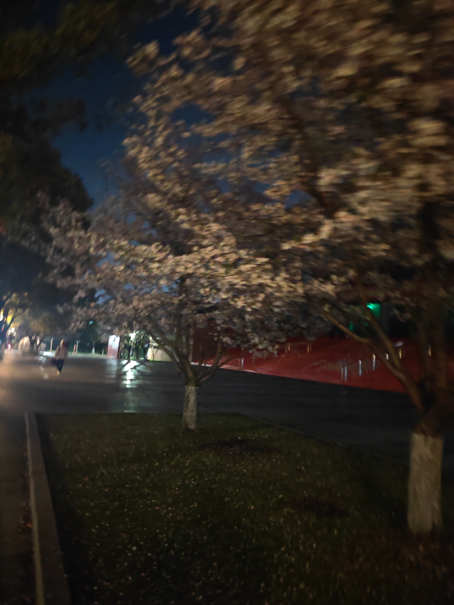 The image depicts a nighttime scene in what appears to be a park or garden in Jiangning District, China. Cherry blossom trees are in full bloom, their white flowers contrasting with the dark sky. A wet walkway reflects the ambient light. People are walking along the path, their figures blurred due to the camera's motion or long exposure. The foreground consists of a grassy area with fallen leaves. The scene is lit by streetlights. There is a building with a red wall in the background.