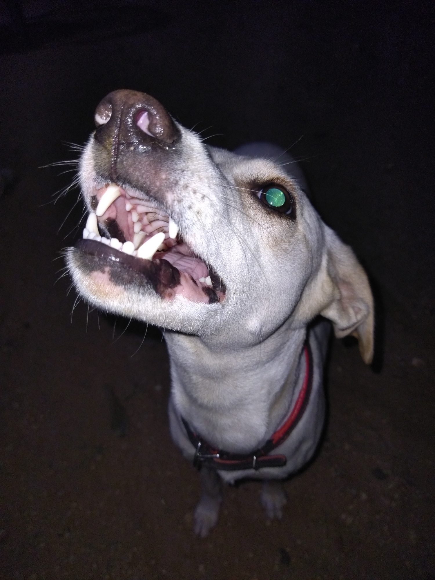 The image presents a light-colored domestic dog at night in Tinaquillo, Venezuela. The animal is illuminated by a direct flash, which causes a prominent green tapetal reflection in its visible left eye (viewer's right). The dog is oriented with its head tilted upwards and slightly to the left, mouth wide open, revealing sharp white teeth, pink gums, and a dark pigmented area on the lower lip. Its snout features a dark, moist nose and visible white whiskers. A red and black collar is present around its neck. The fur appears short and light gray or white. The background is uniformly dark, and the ground beneath the dog is a dark, unidentifiable textured surface consistent with dirt or an unpaved area.