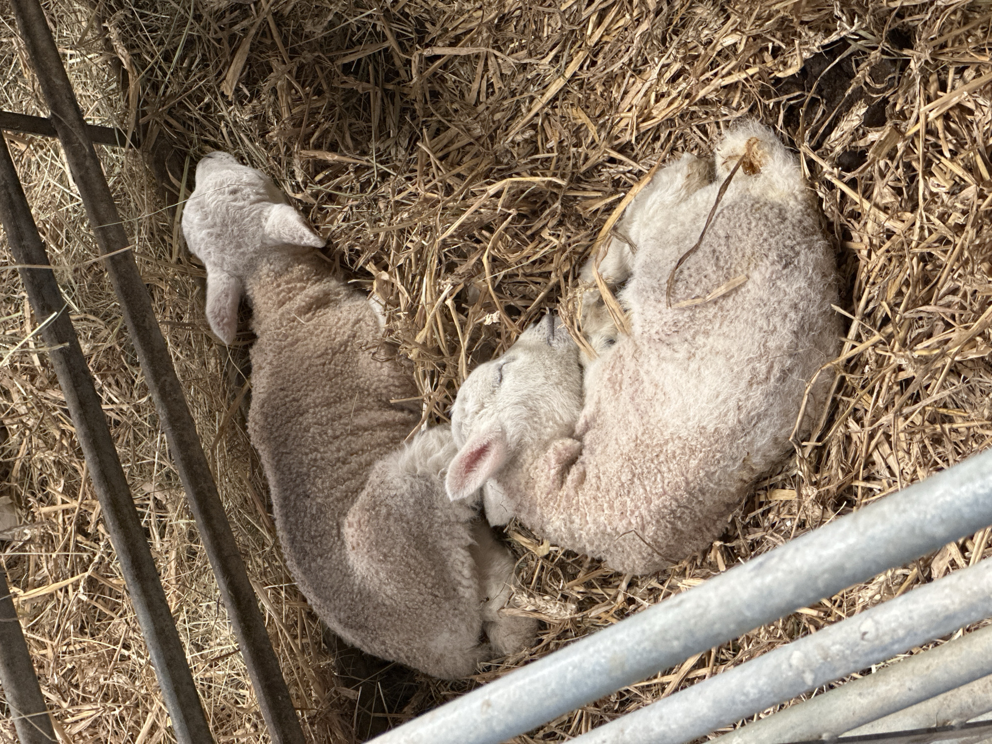 Two lambs lie nestled in straw bedding within a pen constructed of metal bars. The lambs appear to be sleeping, their bodies curled together. The location is the city of Sevenoaks, United Kingdom.