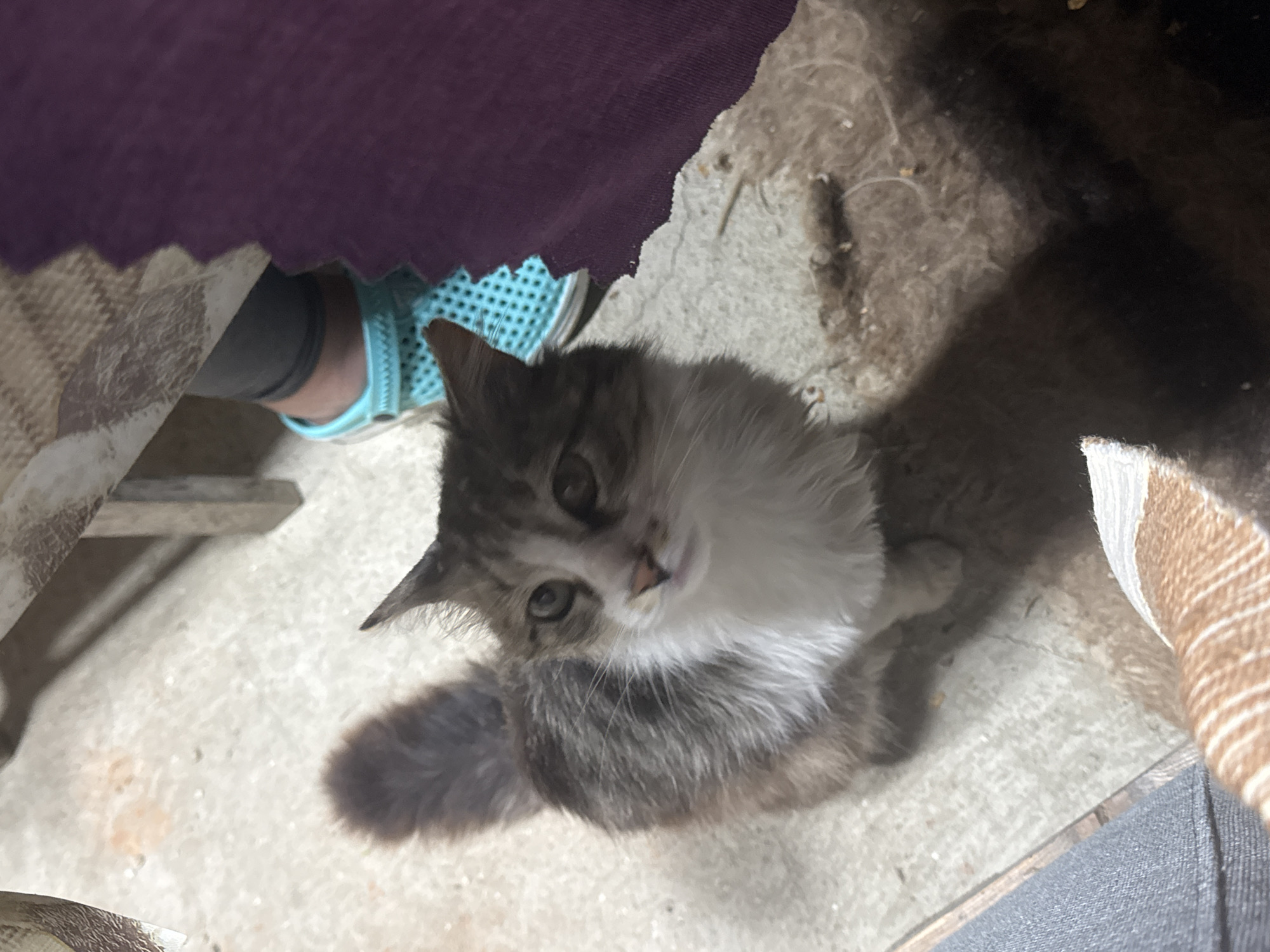 A gray and white kitten looks up at the camera from a concrete surface. The kitten is positioned under a table with a purple tablecloth and is near a person wearing turquoise shoes. The photograph appears to be taken indoors. There is no definitive indication of Varna, Bulgaria.