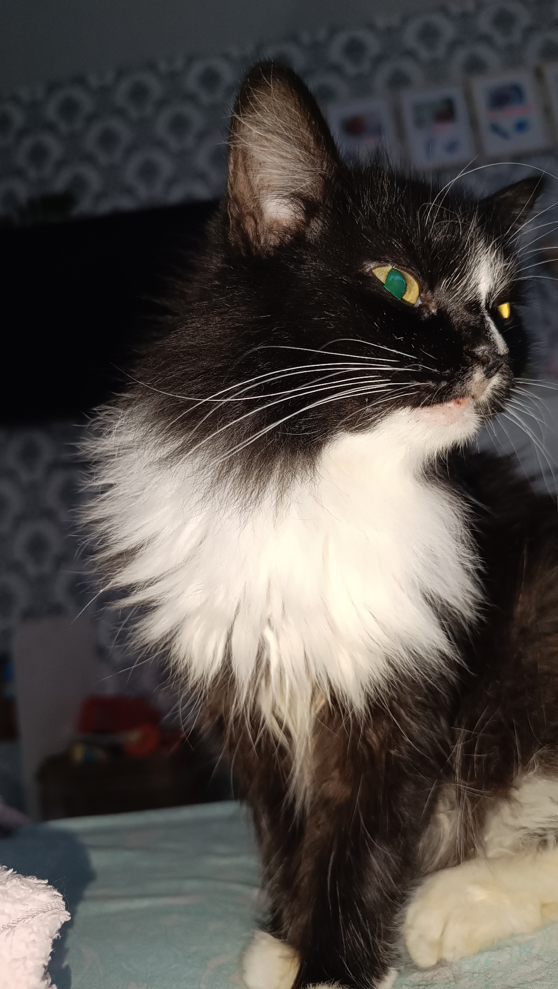 A black and white cat with green eyes is shown in a close-up, profile view. The cat has a fluffy white chest and bib, with black fur covering the rest of its body and head. Its right ear is visible, showing tan fur on the inside. The cat's eyes are a striking green, with a hint of yellow in the right pupil, suggesting it's looking towards a light source. Its whiskers are prominent, white, and extend outwards. The cat's mouth is slightly open, revealing a pink tongue and some red coloration around its lips. In the background, a patterned wallpaper is visible, along with blurred objects that appear to be framed pictures. The cat is seated on a surface covered with a light blue and white patterned fabric. The scene is indoors, likely in a domestic setting. There is no indication of the location being in Chaikovsky, Russia.