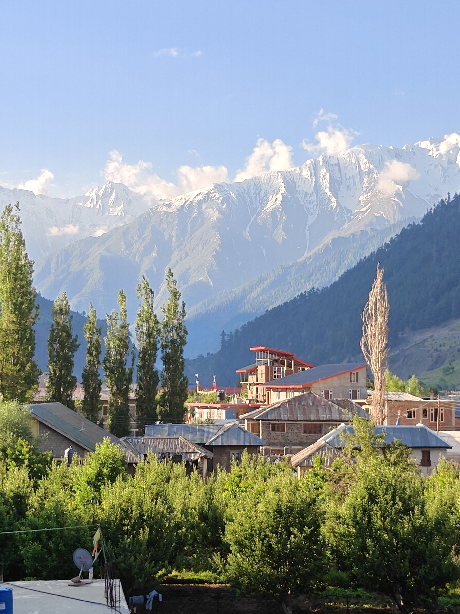 The image depicts a scenic mountain landscape with a village nestled in the foreground. In the background, snow-capped mountains rise majestically under a clear blue sky dotted with a few wispy clouds. The midground features a lush green valley with several buildings of varying architectural styles, including houses with red and blue roofs, and some with stone facades. Tall, slender trees with green foliage are scattered throughout the village, interspersed with other buildings. A prominent, bare, stick-like tree stands out in the center right of the image, reaching towards the sky. The foreground is dominated by dense green foliage, suggesting a garden or orchard, with a rooftop containing a satellite dish and some laundry. There are no people visible in the scene. The overall impression is of a serene, rural mountain setting. This image is NOT of Udaipur, India.
