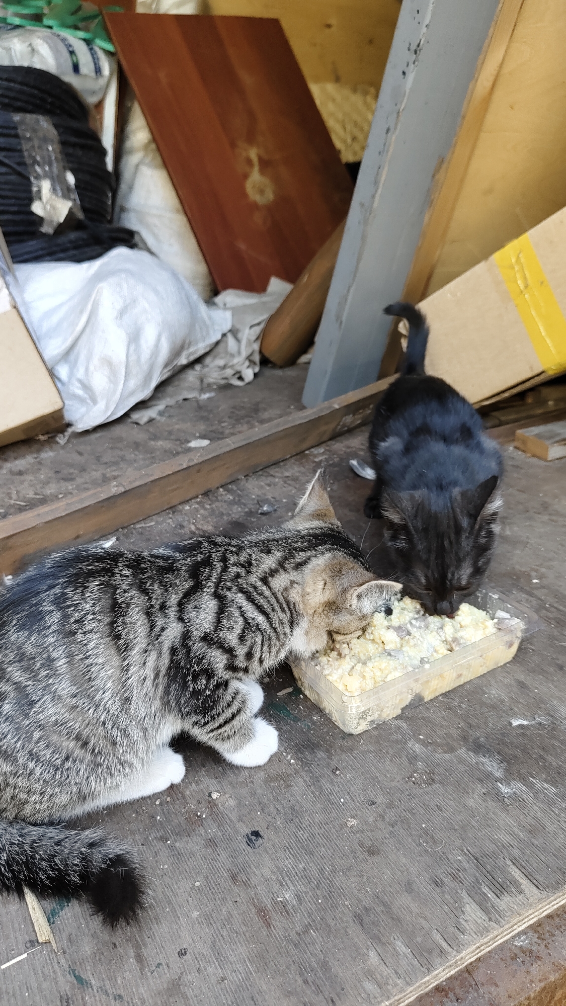 Two cats, one tabby and one black, are eating from a plastic container of food on a weathered wooden surface. The tabby cat is in the foreground, facing away from the camera, with its head down in the food. The black cat is behind the tabby, also eating from the container. The background is cluttered with various objects, including bags of material, wooden boards, and cardboard boxes. The overall environment appears to be an outdoor storage area or a makeshift shelter. The scene is consistent with a location in the city of Krasnoyarsk, Russia, given the materials and urban decay suggested by the setting.
