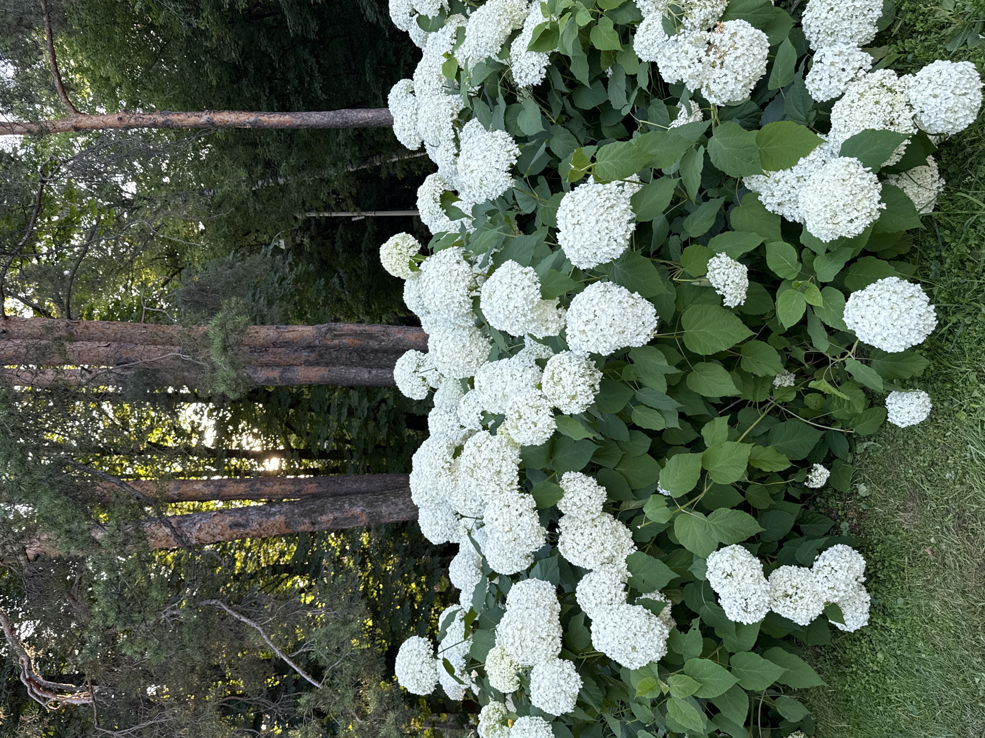 This image depicts a dense, blooming hydrangea bush with numerous large, white, spherical flower heads. The bush is situated in front of a naturalistic backdrop of tall pine trees and dark green foliage. Sunlight filters through the trees, creating dappled light and shadows. The foreground shows a patch of green grass. The scene appears to be an outdoor garden or park setting. There are no people or animals visible in the image. The overall impression is one of lush, natural beauty. This scene is likely in a park in Moscow, Russia, possibly Gorky Park or Sokolniki Park, known for their extensive floral displays and mature trees.