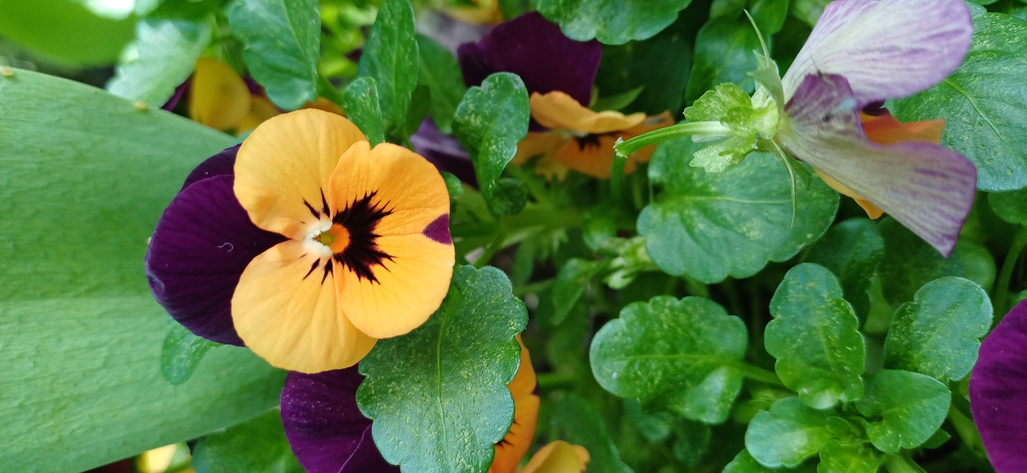 A close-up, vertical, eye-level shot captures a cluster of pansies with vibrant yellow and deep purple petals, interspersed with lush green foliage. The foreground features a dominant yellow pansy with a dark, almost black center and purple markings on its lower petals. Behind it, several purple pansies are partially visible, their velvety texture suggested by the lighting. The leaves are a healthy, deep green, with a slightly textured surface that hints at dew drops or a light dusting of pollen. The background is a soft blur of green and yellow, indicating more flowers and plants, creating a natural garden setting. The image is clear and sharp, focusing on the delicate details of the flowers and leaves. The scene appears to be a well-maintained garden or planter, possibly located in an urban environment like Map Ta Phut, Thailand, where such flowers are commonly grown for ornamental purposes. No people are present in the frame, and the focus is entirely on the botanical subjects.