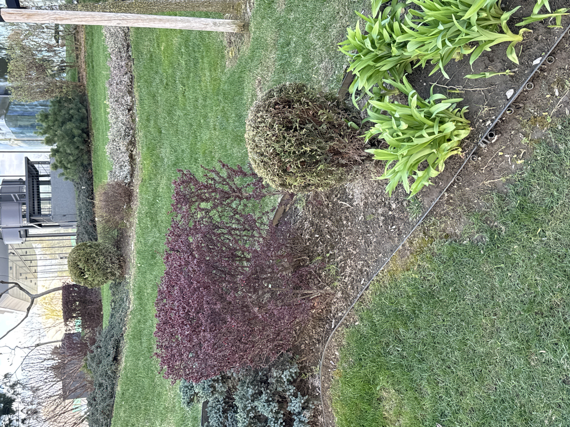 The image shows an outdoor garden with a variety of plants and bushes. The scene includes:
* A wooden post.
* A green lawn.
* Bushes of varying colors and sizes (green, purple, silver, grey).
* Green plants (likely tulips) lined along an edge with a black border.
* A building with glass and metal structures is visible in the background.
Based on the architecture and vegetation, it is not possible to definitively determine if this image was taken in Sofia, Bulgaria without more specific information.