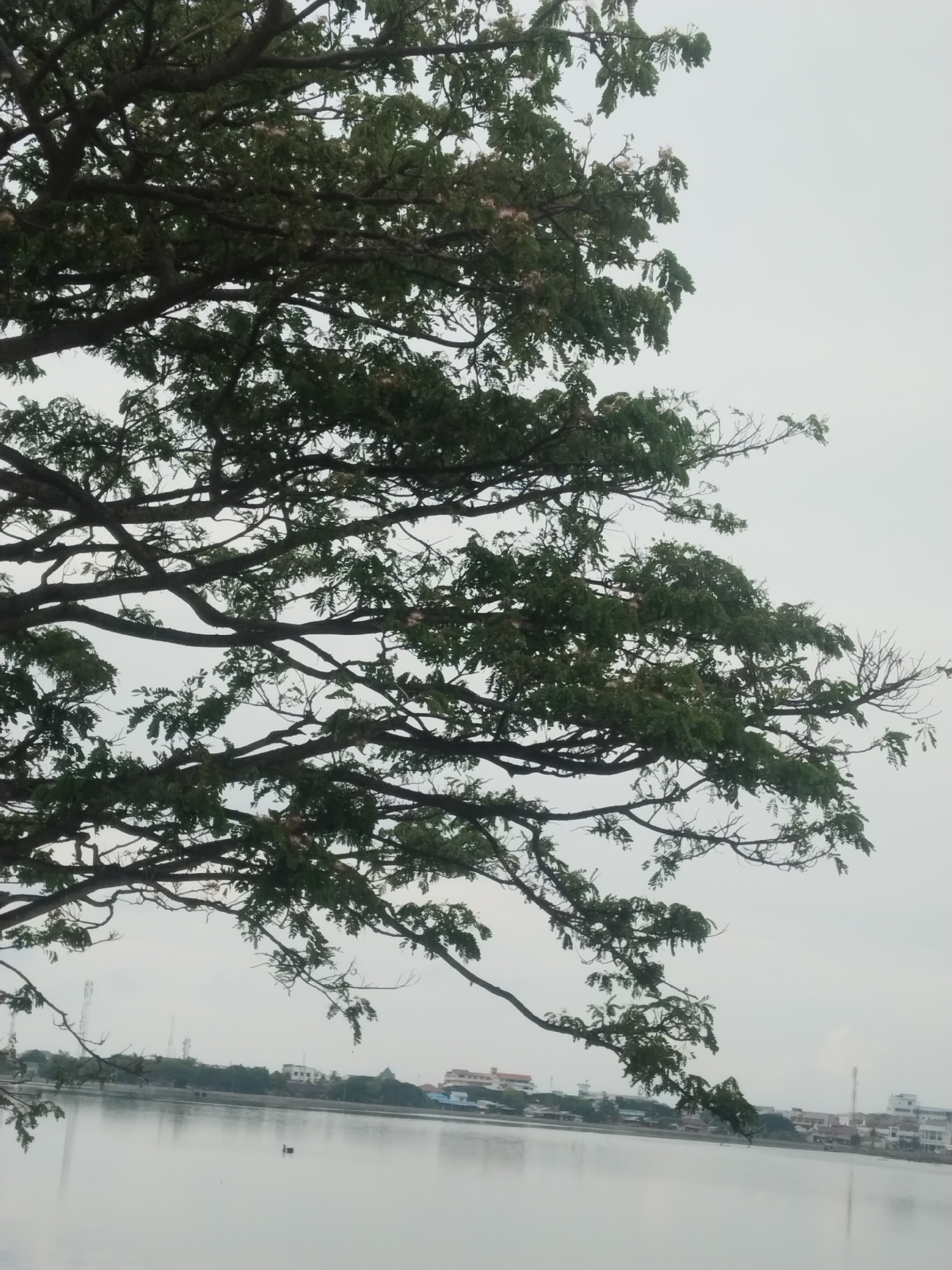 The image depicts a view of the reservoir in the city of Lhokseumawe, Indonesia. The foreground is dominated by the branches and foliage of a large tree, with its leaves and branches extending across the frame. The middle ground features the calm water of the reservoir, reflecting the overcast sky. In the distance, along the opposite bank of the reservoir, is a cityscape with various buildings, some appearing to be residential and others possibly commercial. Several telecommunication towers are also visible. The sky is a uniform gray, suggesting an overcast or cloudy day. There is a single black bird visible in the water. The overall scene conveys a sense of tranquility.