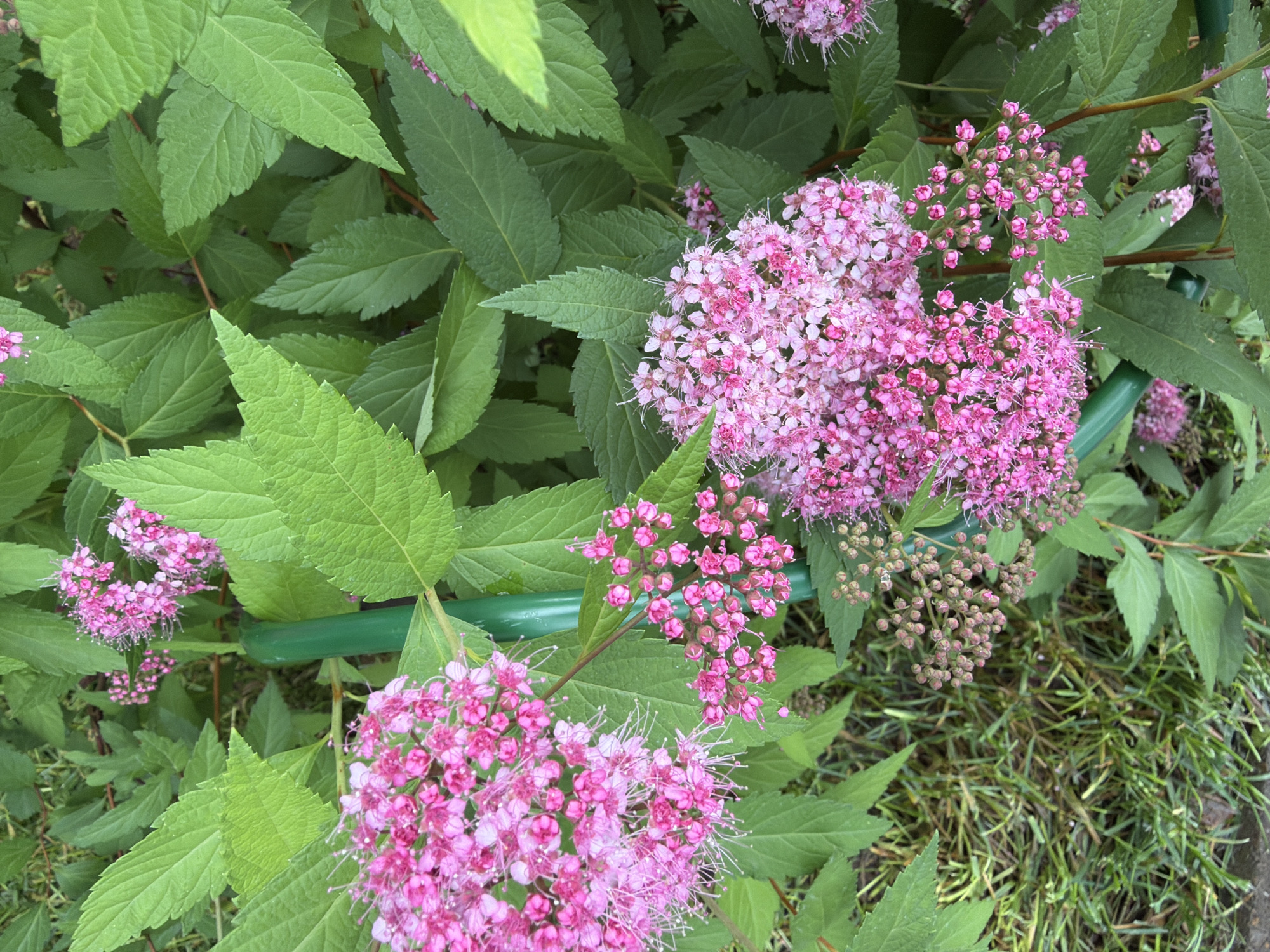 This is a close-up, eye-level, outdoor photograph of pink spirea flowers and green leaves. The flowers are clustered in rounded masses, with individual blossoms appearing delicate and small. Some of the flowers are fully open, revealing their pink petals and white stamens, while others are still in bud stage, appearing as small, pink spheres. The leaves are a vibrant green, with a serrated edge and visible veins. A thick, green stake is visible in the center of the frame, supporting the plant. The background consists of more green foliage and some dry grass on the ground. The lighting is bright, suggesting it was taken during the daytime. There are no people or animals present in the image. The location is described as Unknown, Unknown.