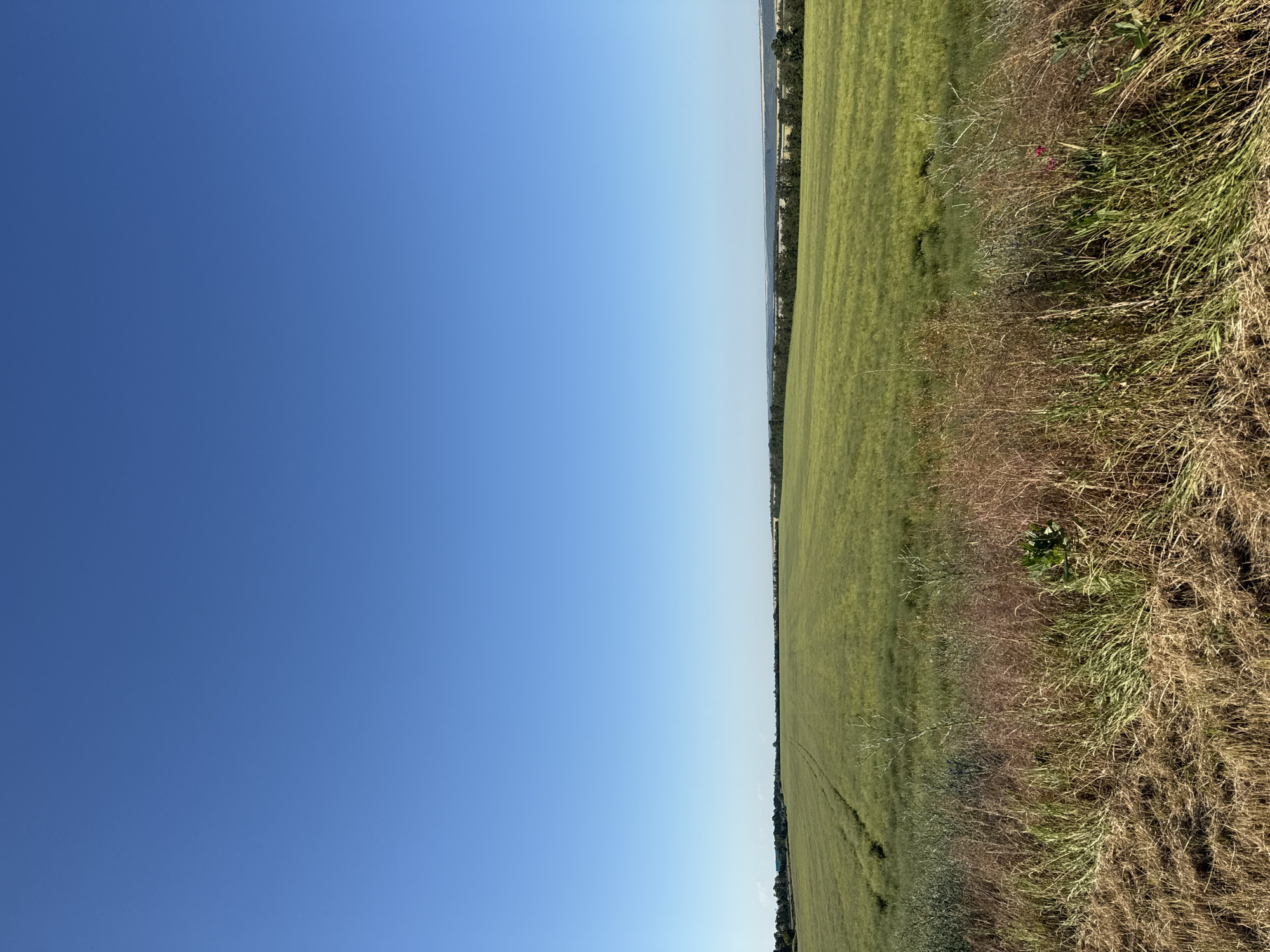The image depicts a wide, open field of green crops under a clear, bright blue sky. In the foreground, dry, brown grass and some green weeds are visible. The field stretches into the distance, with faint tracks suggesting it has been cultivated. A line of trees forms a distant border along the horizon, with hints of a body of water or a valley beyond. The scene appears to be a rural landscape in the city of Burdivka, Ukraine. There are no people or animals visible in the image.