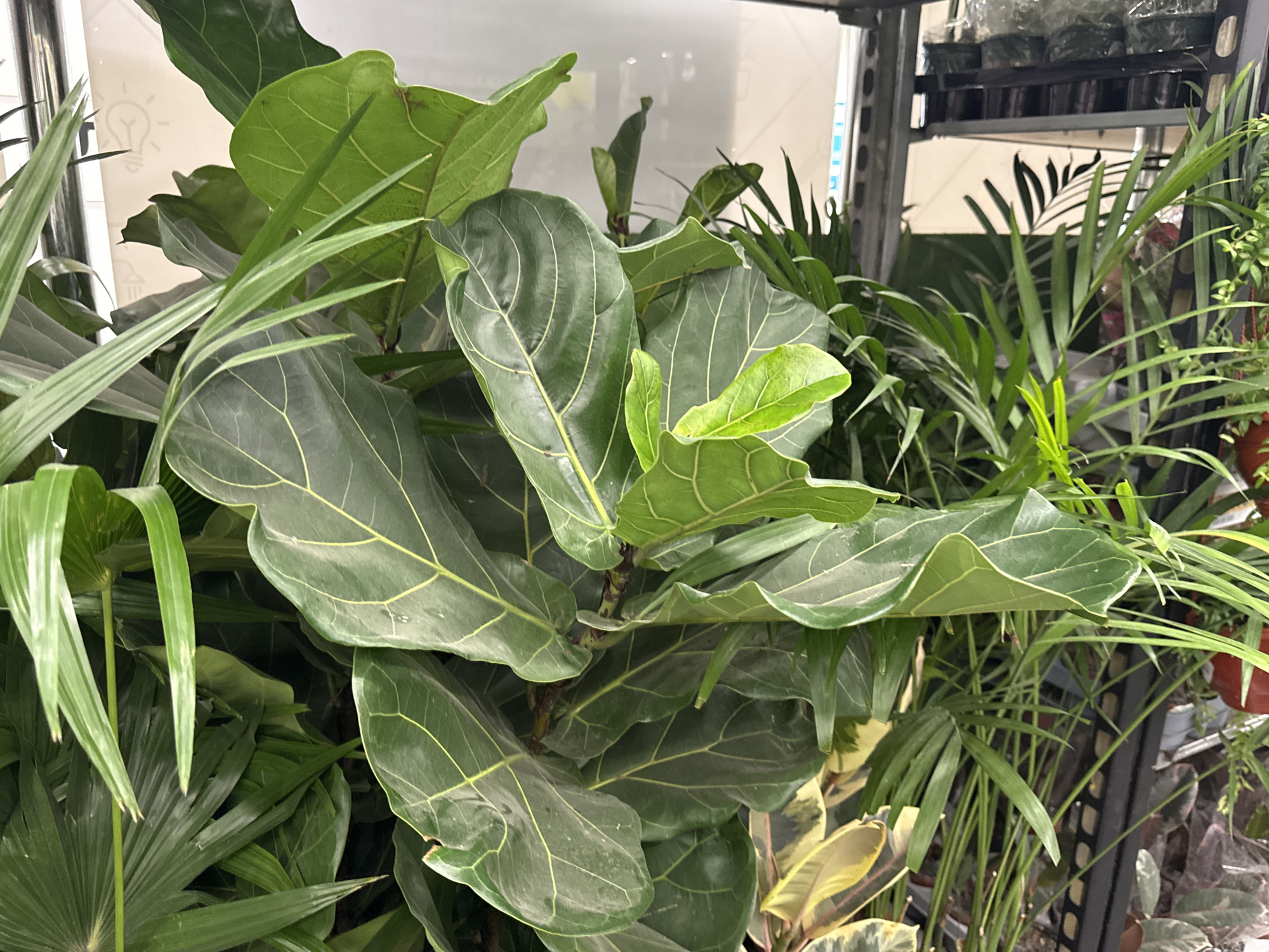 The image captures a vibrant, close-up view of various green plants arranged in what appears to be an indoor plant nursery or a garden center section within a store in Perm, Russia. The dominant subject is a Fiddle Leaf Fig (Ficus lyrata) plant, centrally located, with its characteristic large, dark green leaves featuring prominent light green veins. Surrounding it are other types of plants; on the right and peeking from the left, there are plants with long, slender, arching leaves, possibly a parlor palm or similar species. Towards the bottom right, hints of plants with variegated foliage, displaying patterns of green and cream/yellow, can be observed.
In the background on the right, a multi-tiered metal shelving unit is visible, holding several potted plants, indicating a retail or commercial setting. On the left side of the frame, a reflective or glossy white surface shows a faint reflection of a stylized lightbulb icon, which could be part of a logo or informational signage. The scene is brightly lit, likely by artificial indoor lighting. There are no people visible, and no specific activities are taking place; the image presents a static display of healthy plants. The time of day is not discernible beyond it being well-lit indoors.