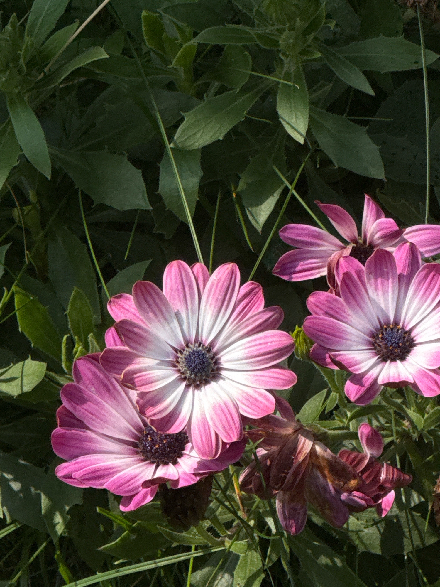 The image shows a close-up of several pink and white daisies with dark purple centers, surrounded by lush green foliage. The flowers are in various stages of bloom, with some fully open and others partially closed. The lighting suggests it is daytime, with sunlight casting shadows and highlighting the delicate petals. The background is a soft blur of green leaves, creating a natural and serene atmosphere. This scene is likely located in a garden or park setting, possibly within the city of Cork, Ireland, given the presence of vibrant flora and the naturalistic aesthetic often found in the city's green spaces. No people are visible in the image.