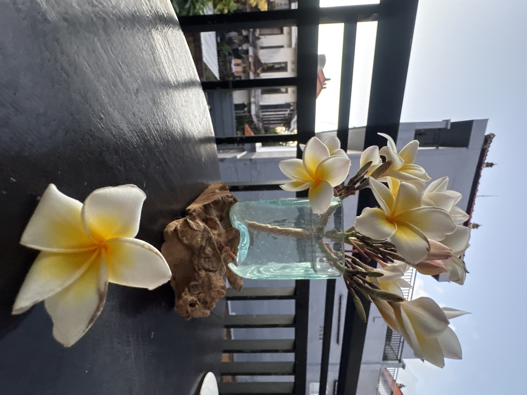 A frangipani flower lies on a dark, reflective table surface, with its petals slightly curled and a hint of brown on the tips. In the background, a cluster of white and yellow frangipani flowers are arranged in a light blue, cylindrical glass vase, which rests on a piece of weathered driftwood. The vase is positioned on the same dark table, which reflects the light from the surrounding environment. Beyond the table, a dark railing separates the viewer from a view of buildings in Kuta, Indonesia, under a clear sky. The buildings appear to be a mix of traditional and modern architecture, with terracotta roofs visible on some structures. The overall scene evokes a serene and tropical atmosphere, possibly from a balcony or patio overlooking the town.
