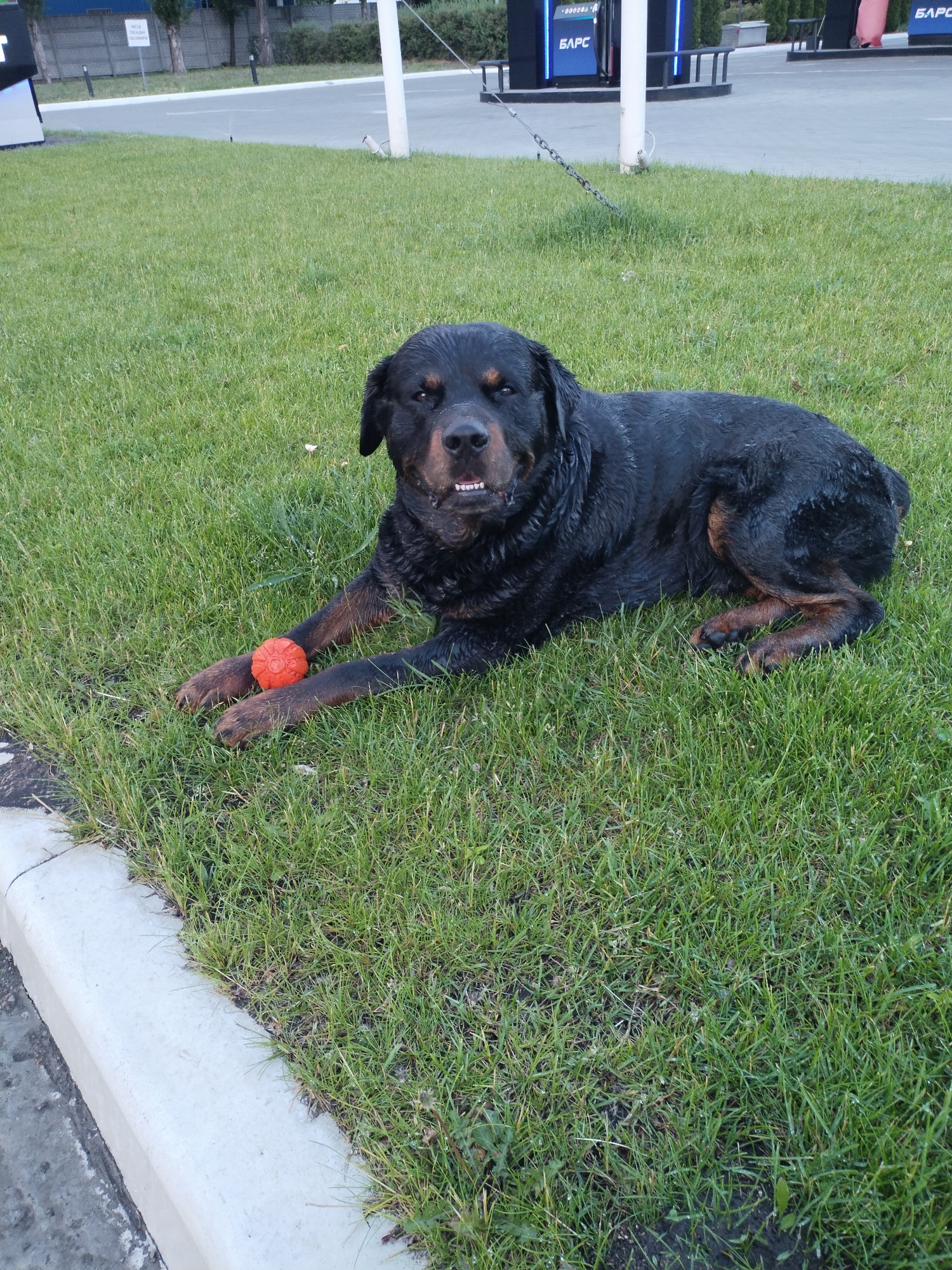 A black Rottweiler is lying on a grassy area next to a concrete curb. The dog has an orange ball between its front paws. In the background, there are gas pumps and a fence. The scene appears to be at a gas station in Horishni Plavni, Ukraine. The dog looks wet, and the grass is green and well-maintained.