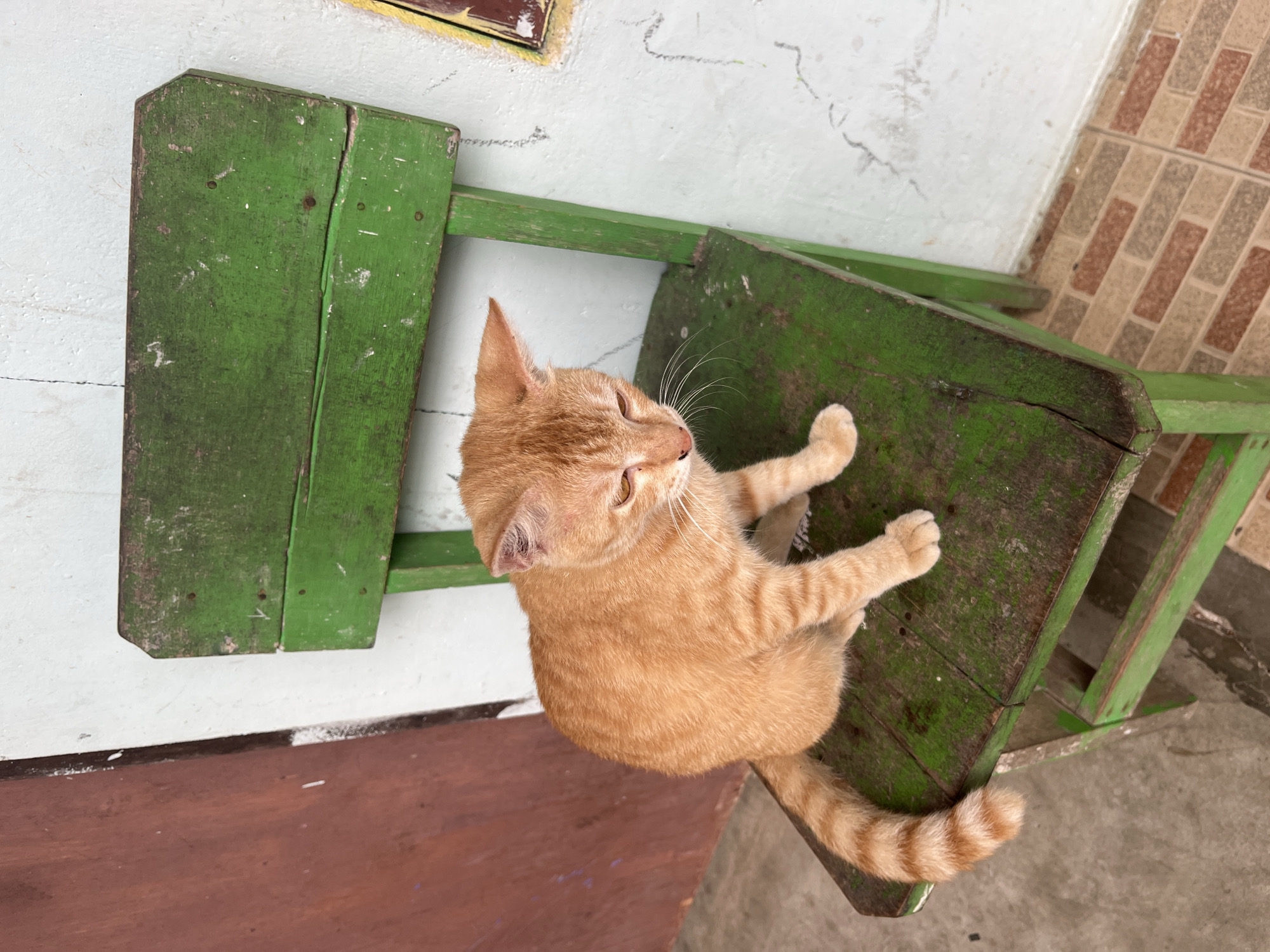 An orange tabby cat is perched on a weathered green wooden chair. The cat is facing right, with its head tilted down and eyes partially closed, suggesting it is relaxed or dozing. Its tail is curled around its body. The chair itself shows signs of age and wear, with chipped paint and visible wood grain. Behind the chair is a white wall with some faint markings. To the left of the chair, a portion of a dark brown door or panel is visible. The floor beneath the chair is tiled with a pattern of brown and beige rectangular tiles. The overall scene appears to be outdoors, possibly in a courtyard or alleyway in Meliau Hulu, Indonesia, given the architectural and environmental context.