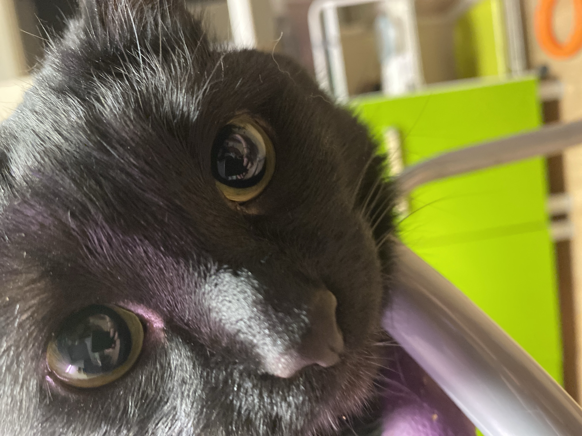 A very close-up portrait shot captures the inquisitive face of a black cat, situated indoors in Chaikovsky, Russia. The cat's head is tilted slightly, filling most of the frame, with its dark, sleek fur detailed across its face and forehead. Both of its large, amber-colored eyes are wide open, reflecting the surrounding environment, including what appears to be a room interior and possibly a person or light source. The cat's pupils are narrowed, indicating either good ambient light or a focused gaze. Its small, dark nose is visible towards the center-right of the frame, nestled amongst its whiskers.
A smooth, white, cylindrical object, possibly a furniture leg or a banister, runs diagonally across the lower right portion of the image, with the cat's face pressed against it. In the blurred background, a prominent bright, almost fluorescent, green object or wall section is visible, suggesting a vibrant and modern indoor setting. A hint of a purple, textured object, possibly a toy or a blanket, can be seen in the bottom left corner. The lighting appears artificial, illuminating the cat's features sharply. There is no visible text in the image.