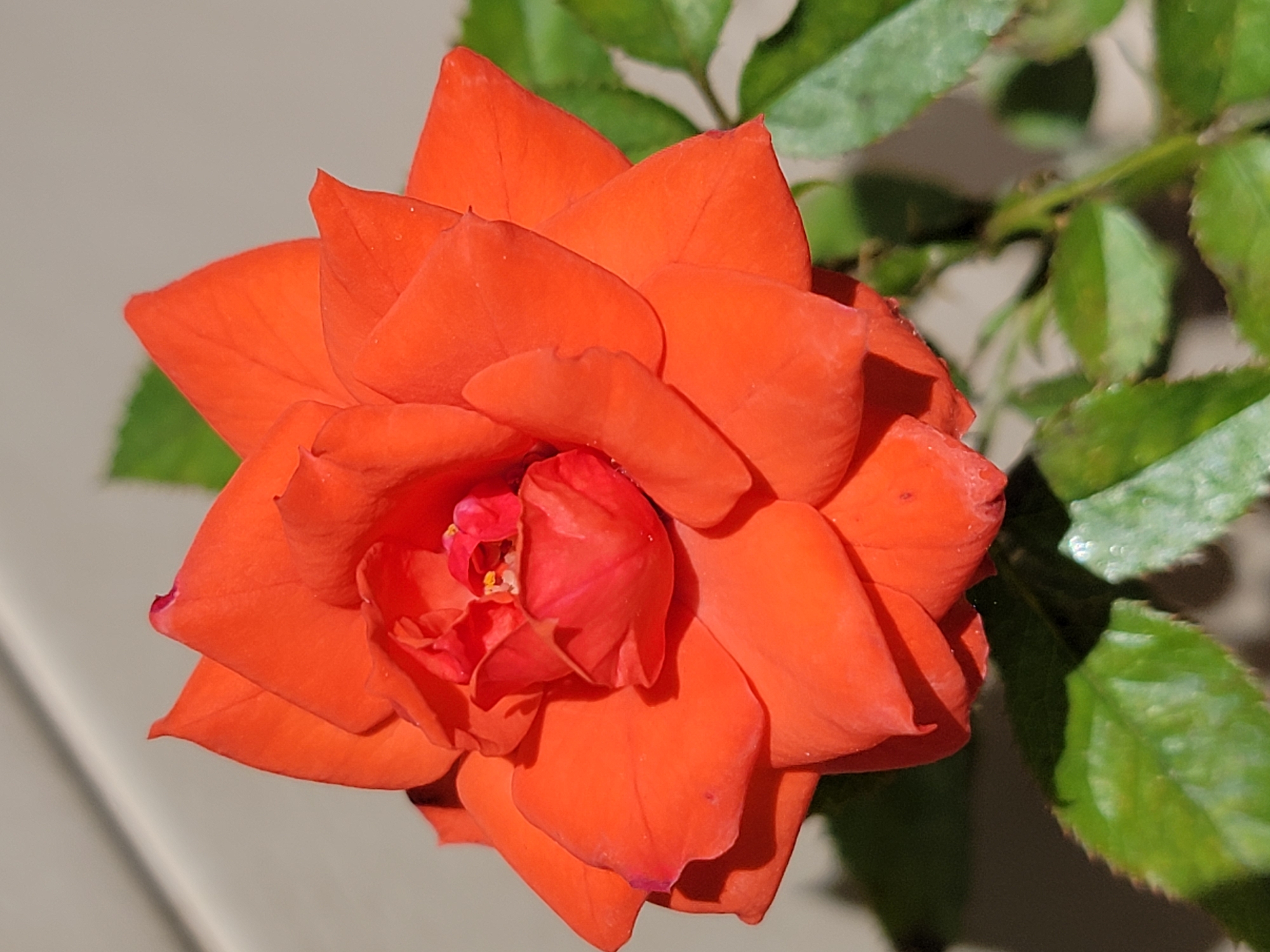 A close-up, eye-level, vertical shot showcases an orange rose with delicate petals. The rose is in full bloom and its petals are layered and slightly unfurled, revealing the intricate structure of the flower. The center of the rose is a deeper shade of red and appears to have yellow stamens. The petals are smooth with subtle veins and some appear to have water droplets. The background is a plain, light-colored wall, with a diagonal shadow cast across it from the top left. To the right and bottom of the rose, several green leaves and parts of the stem are visible, suggesting the rose is part of a bush. The lighting suggests it is daytime, with sunlight creating distinct shadows. There are no people or animals in the image. The scene is likely outdoors, in a garden or planted area. The location in Quarteira, Portugal, is not visually identifiable within the image itself.