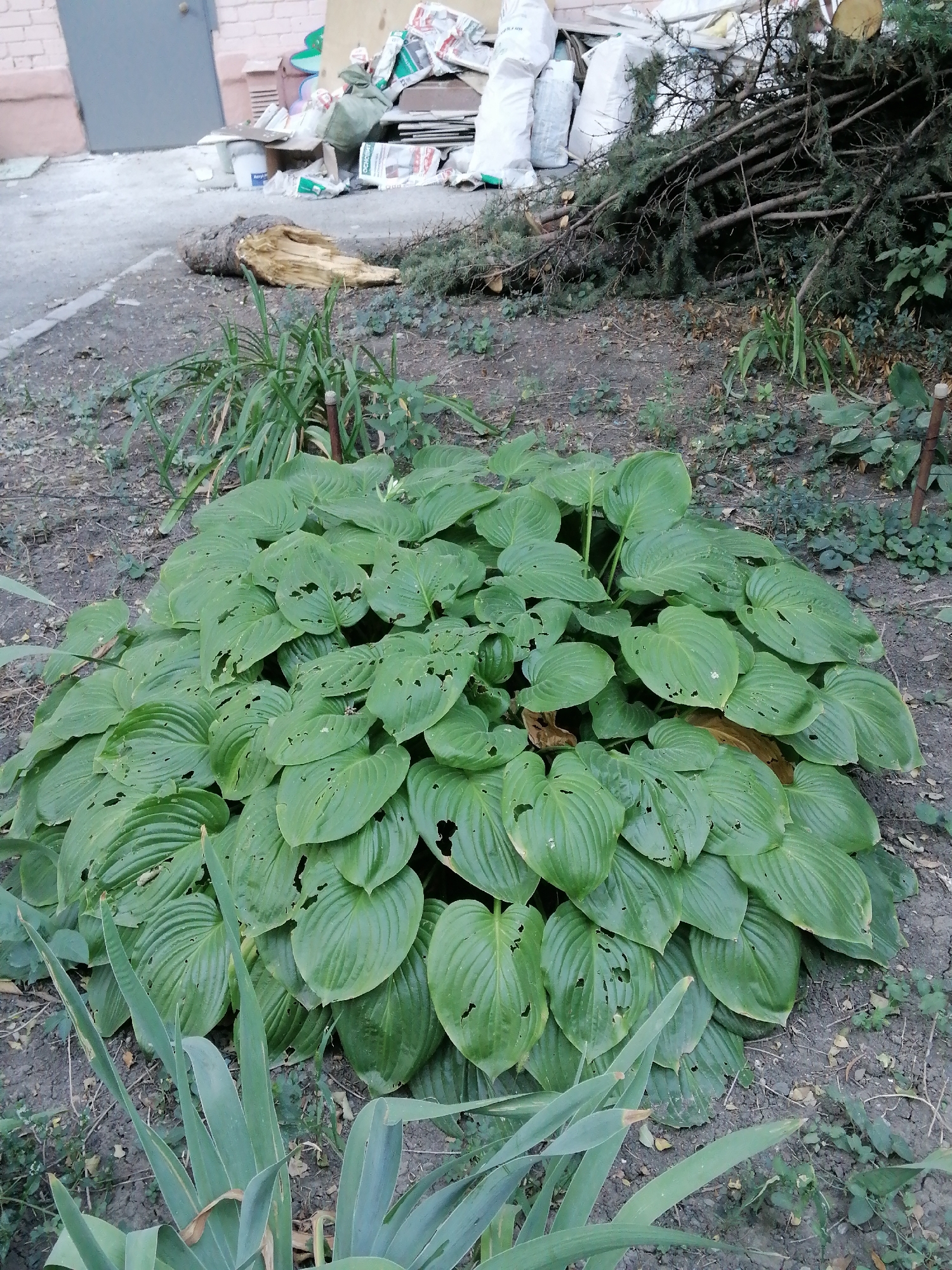 In Rostov-on-Don, Russia, this image captures a patch of overgrown ground next to a building. Dominating the foreground is a large, lush hosta plant with numerous green leaves, many of which show signs of being eaten, with irregular holes. To the left of the hosta, the long, pointed leaves of another plant are visible. The background reveals a cluttered scene with construction debris. A large, gray door is partially visible on the left, leading to the building. Piles of white bags, possibly containing construction materials, are stacked behind the hosta. Scattered among these are broken pieces of wood, including a large, hollowed-out log lying on the ground. Further back, a dense pile of cut evergreen branches and twigs is evident. The ground is covered in dark soil, with scattered dry leaves and small weeds. The overall impression is one of neglect and disarray, with the hosta plant being the primary living element in the immediate vicinity.