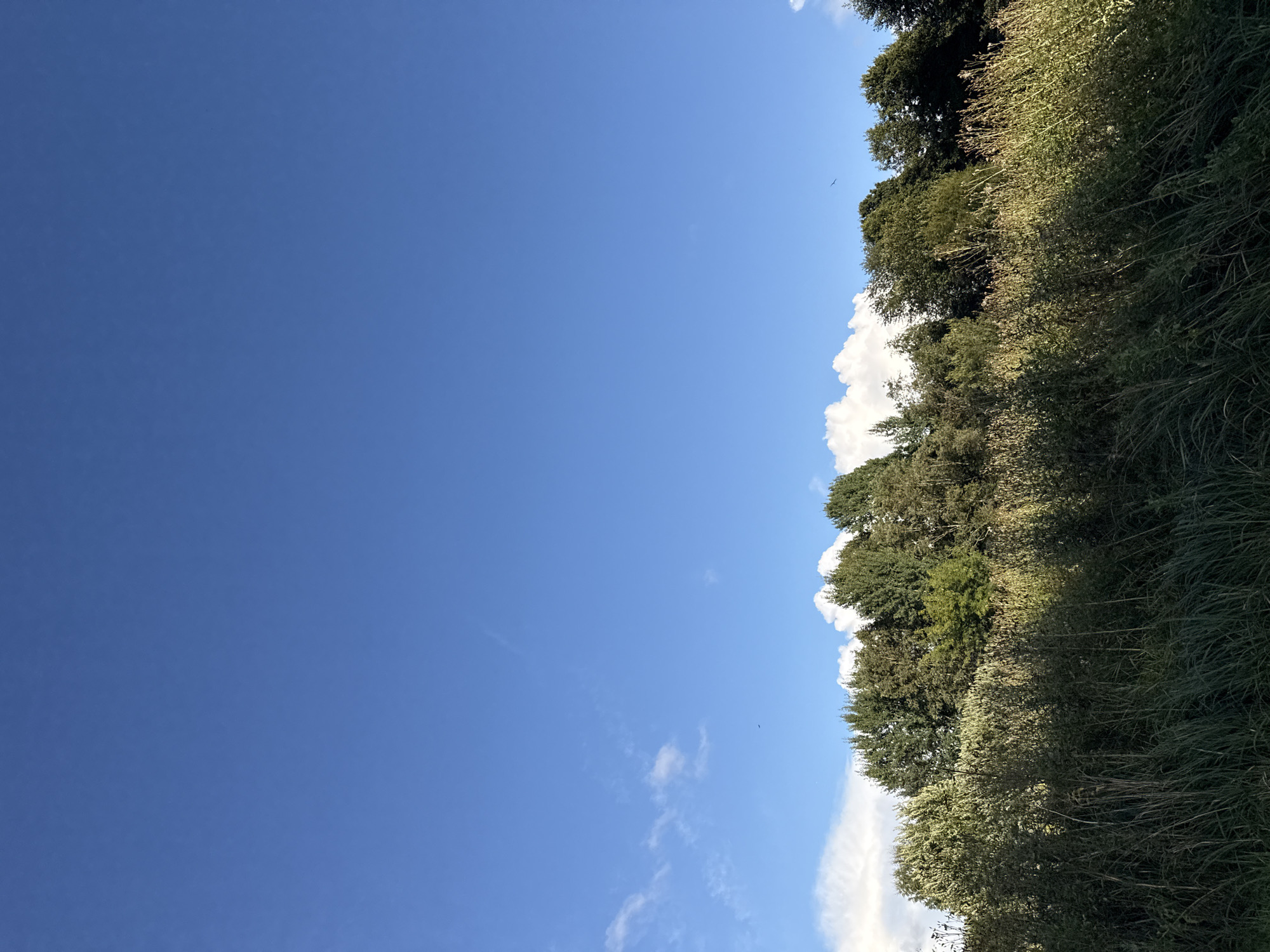 The image depicts a landscape scene dominated by a clear blue sky with scattered white clouds. A line of trees, varying in height and foliage density, forms a natural horizon across the lower portion of the image. In front of the trees, there is a dense growth of tall grass and reeds, some of which are illuminated by sunlight, creating a contrast with the shaded areas. There are no visible people, structures, or vehicles in the frame. The overall impression is one of a natural, outdoor environment, possibly a park or meadow on the outskirts of a city. This scene could potentially be located in a green area within Tallinn, Estonia, such as a park or natural reserve, but there are no specific landmarks to confirm this.