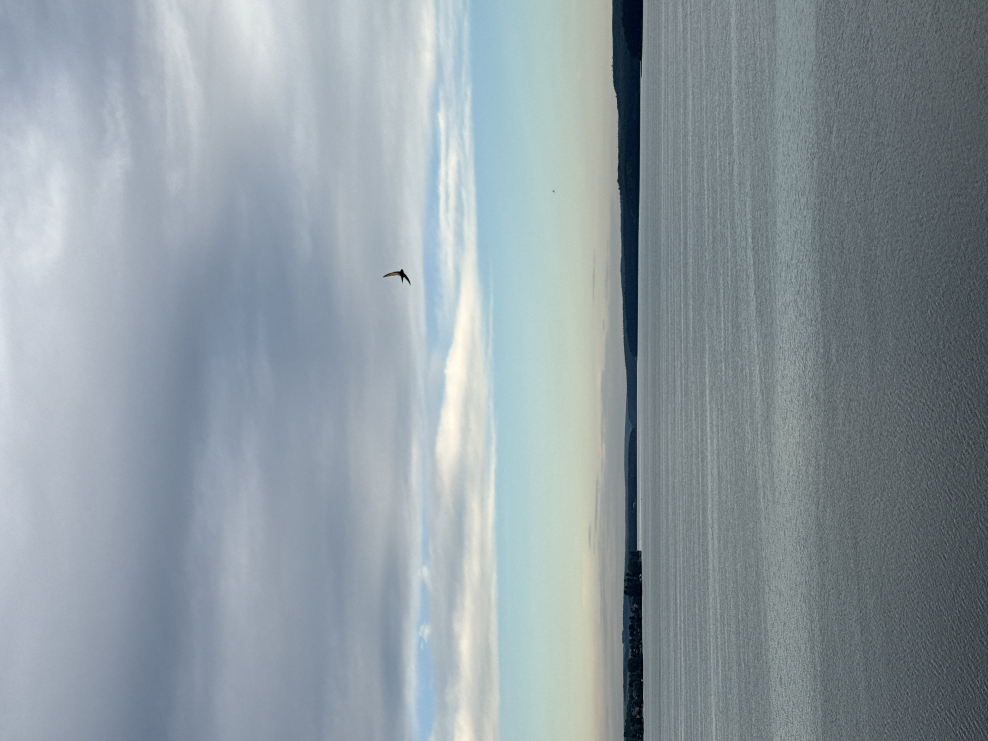 The image depicts a wide, calm body of water, likely a lake or a large river, under a cloudy sky. The water's surface is rippled, reflecting the muted light. In the distance, a tree-lined shore is visible, with a hint of buildings on the left side, suggesting a settlement. The sky is a gradient of grays and blues, with streaks of white clouds. A single bird is captured in flight in the upper right quadrant of the sky, its silhouette dark against the lighter clouds. There are no people or discernible human activity in the immediate scene. This vista could be representative of the Votkinsk Reservoir, an artificial lake formed on the Kama River, located near the city of Votkinsk in Russia's Udmurt Republic. The reservoir is known for its vastness and the serene natural landscapes it encompasses.