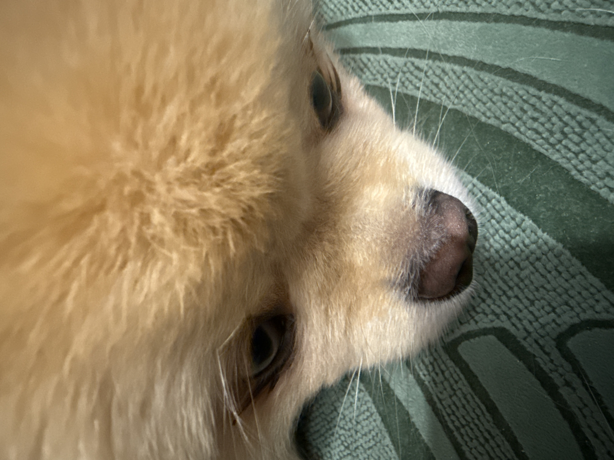 An extreme close-up, low-angle shot shows a Pomeranian dog resting its head on a green textured surface. The dog's face, primarily its head and snout, is the central focus. Its fur is a light tan color with lighter strands. The dog's dark eyes are visible, peering slightly downwards, with one eye appearing slightly more in focus than the other. Its nose is a dark pinkish-brown color, and white whiskers extend outwards from its snout. The green surface beneath the dog has a woven texture with raised parallel lines that create a ribbed pattern. The lighting is soft and appears to be coming from above, casting gentle shadows on the dog's face and the textured surface. There are no other discernible objects or people in the frame. The setting is not identifiable as a specific location within a city.